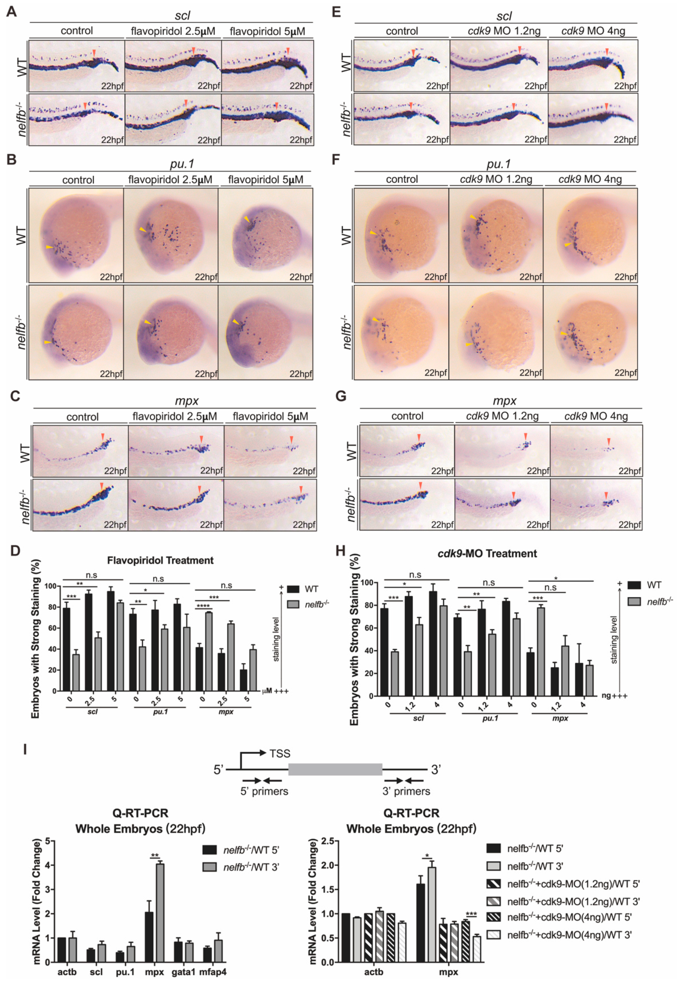 Ijms 23 03833 g003 Ijms 23 03833 g003
