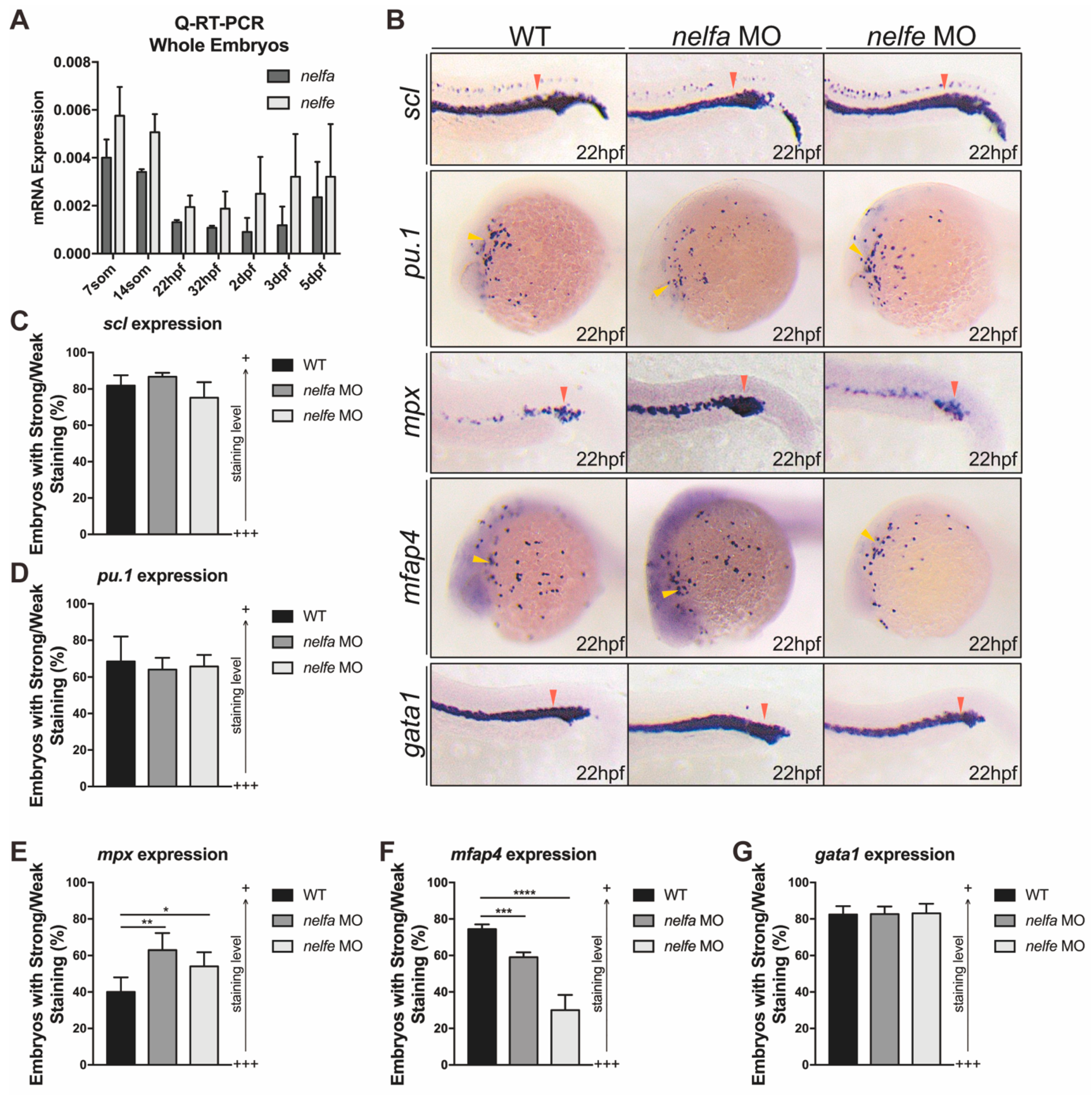 Ijms 23 03833 g005 Ijms 23 03833 g005