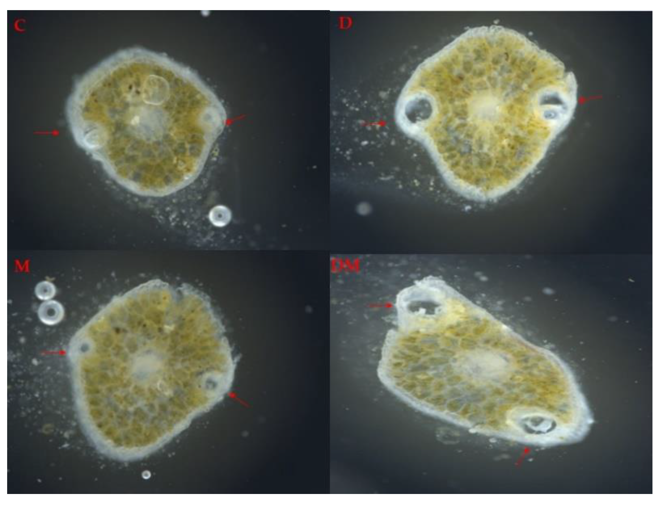 Ijms 23 03838 g006 550