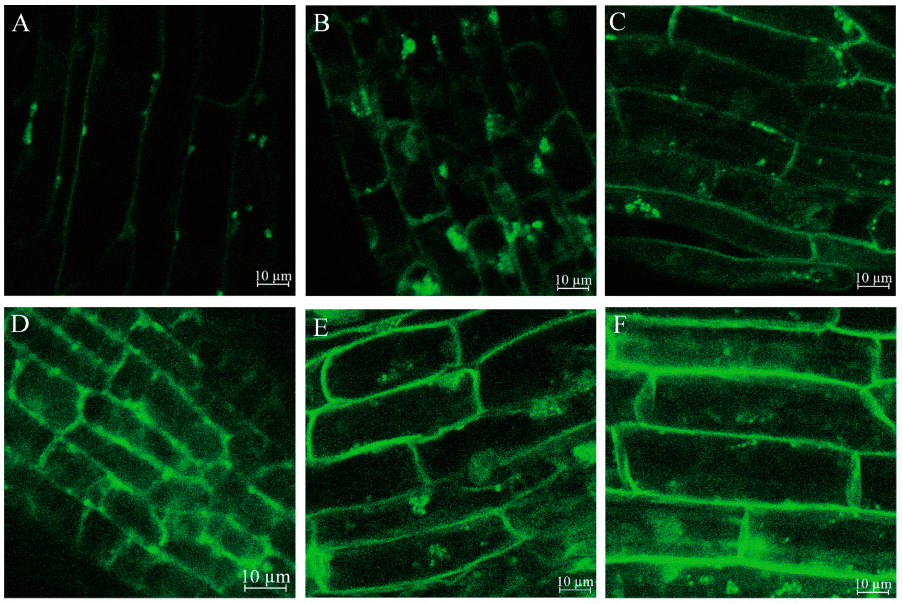 Ijms 23 03840 g009 550