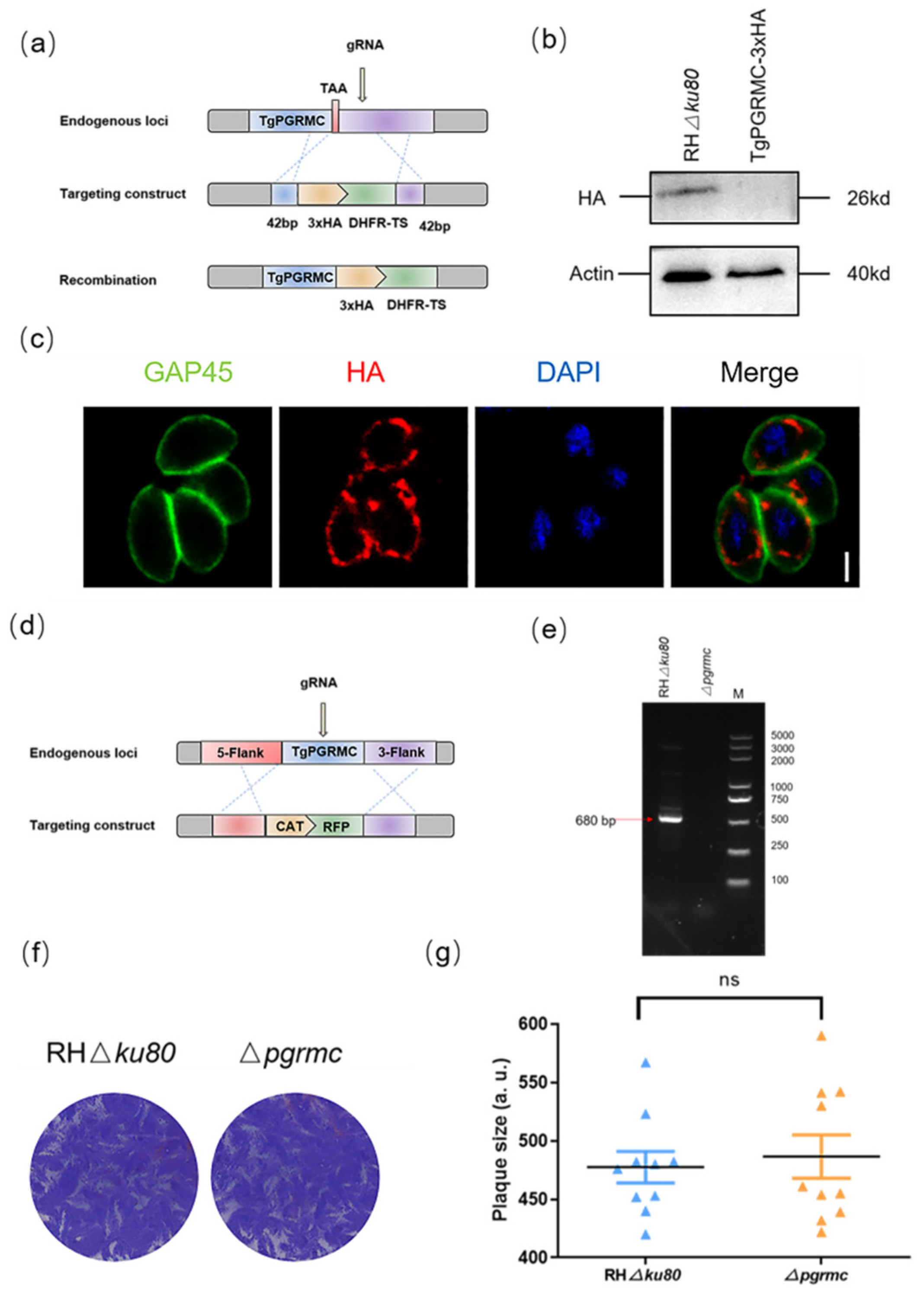 Ijms 23 03843 g005 550