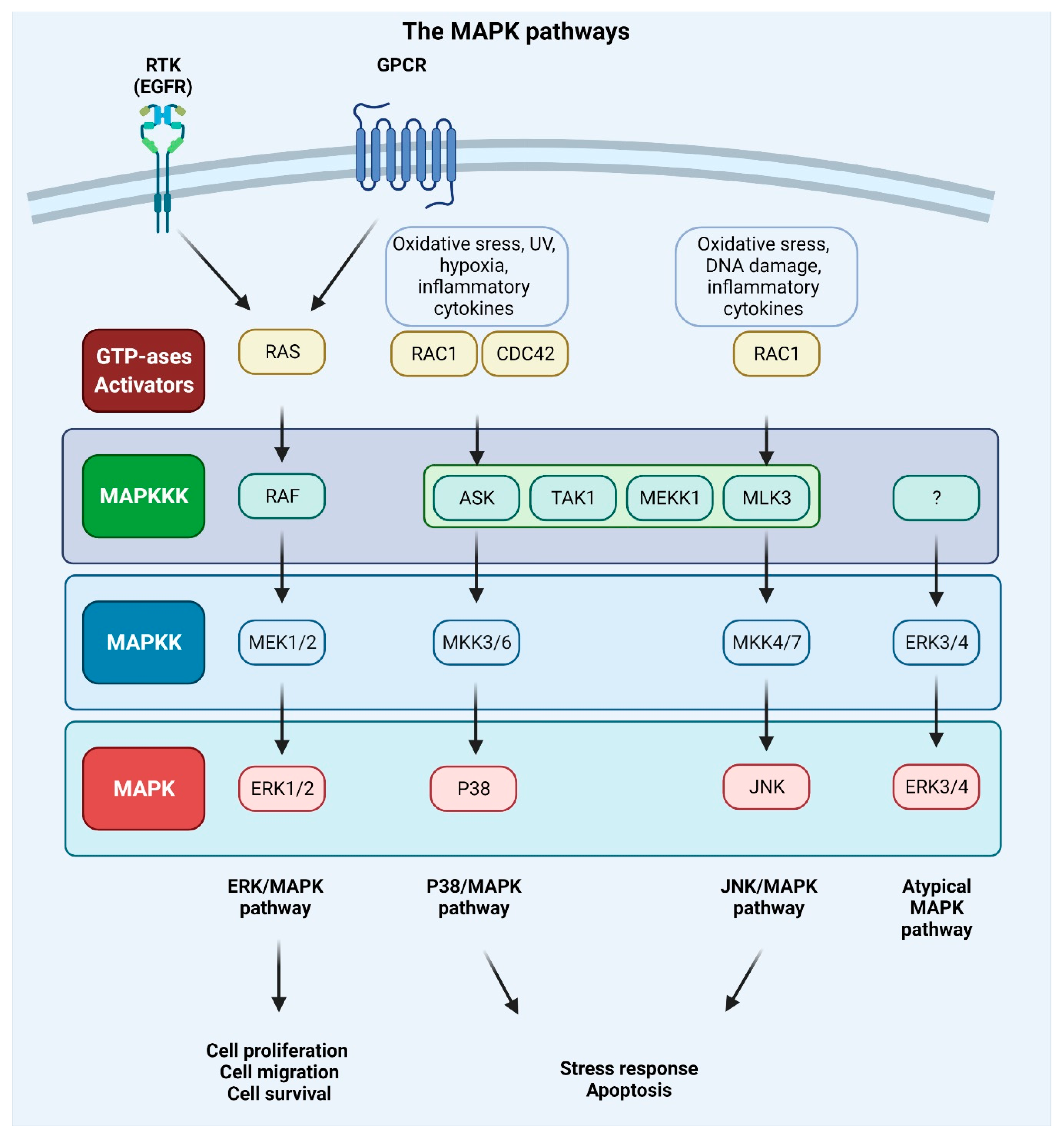Metastasis and MAPK Pathways Biology Diagrams