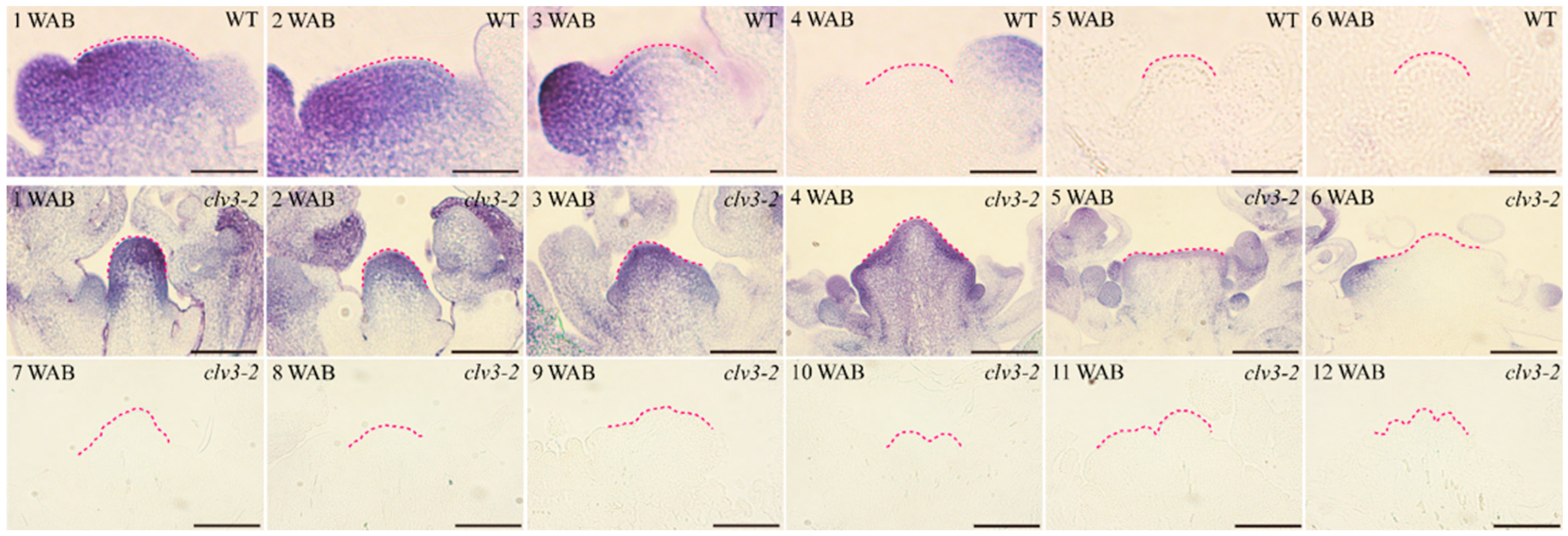 Ijms 23 03864 g001 550