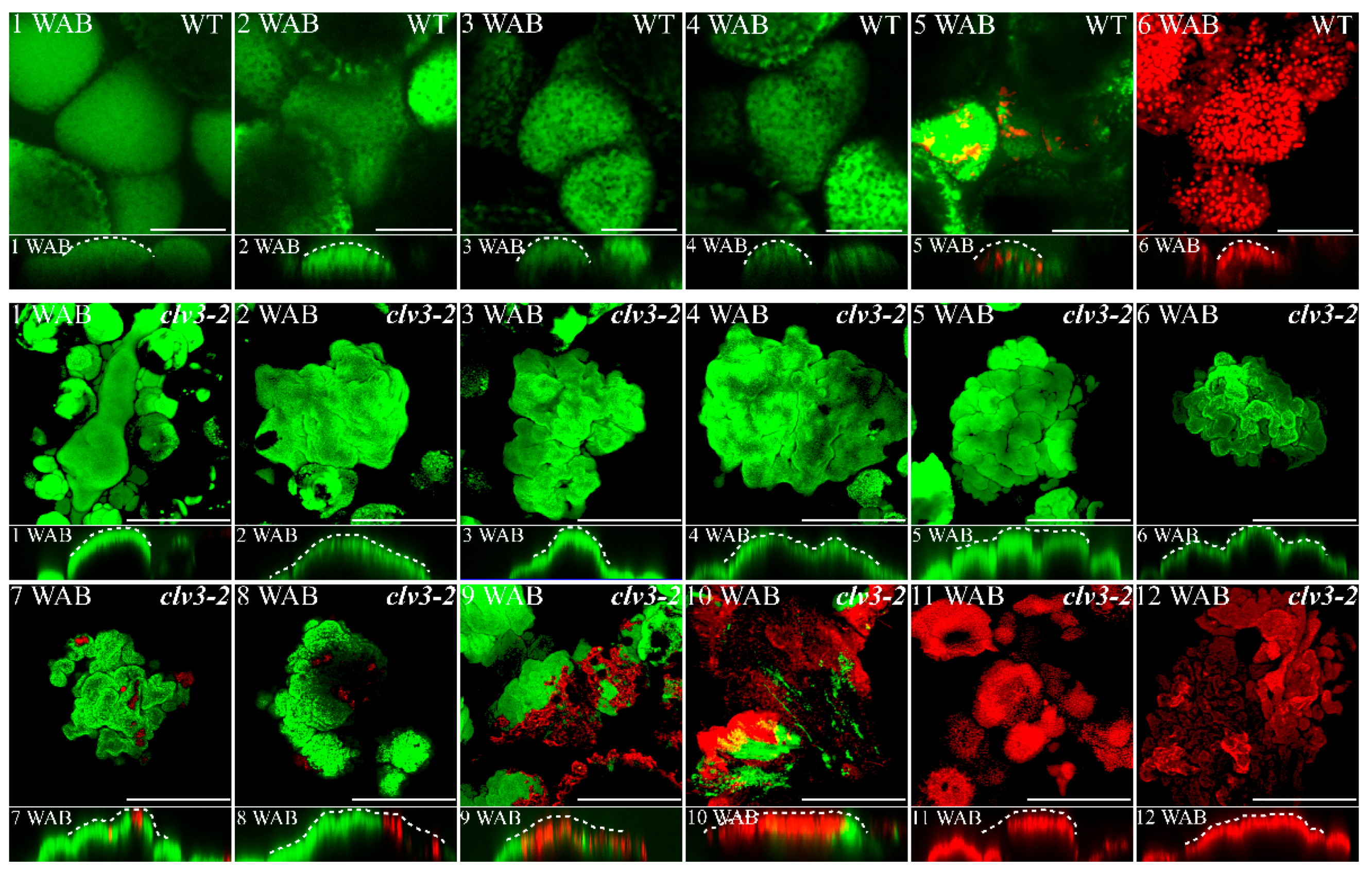 Ijms 23 03864 g003 550