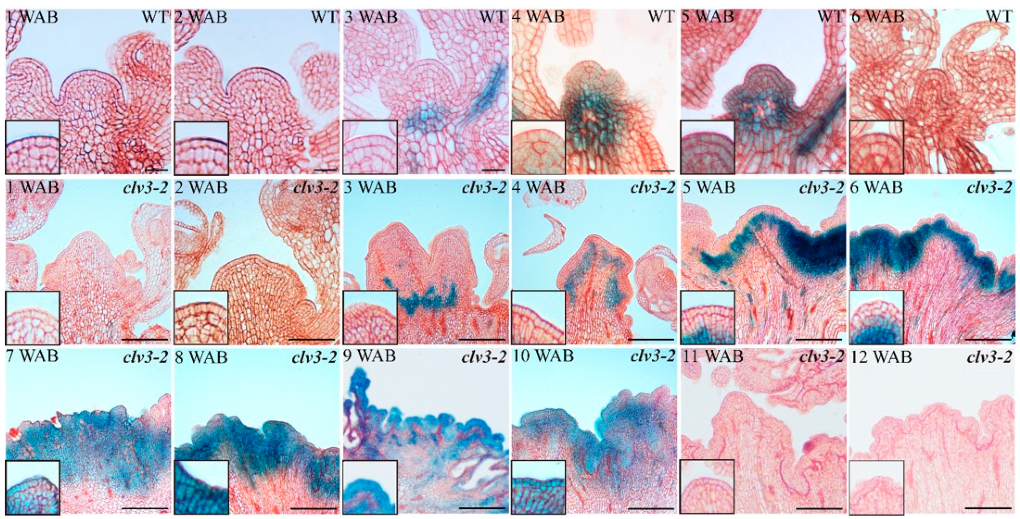 Ijms 23 03864 g004 550