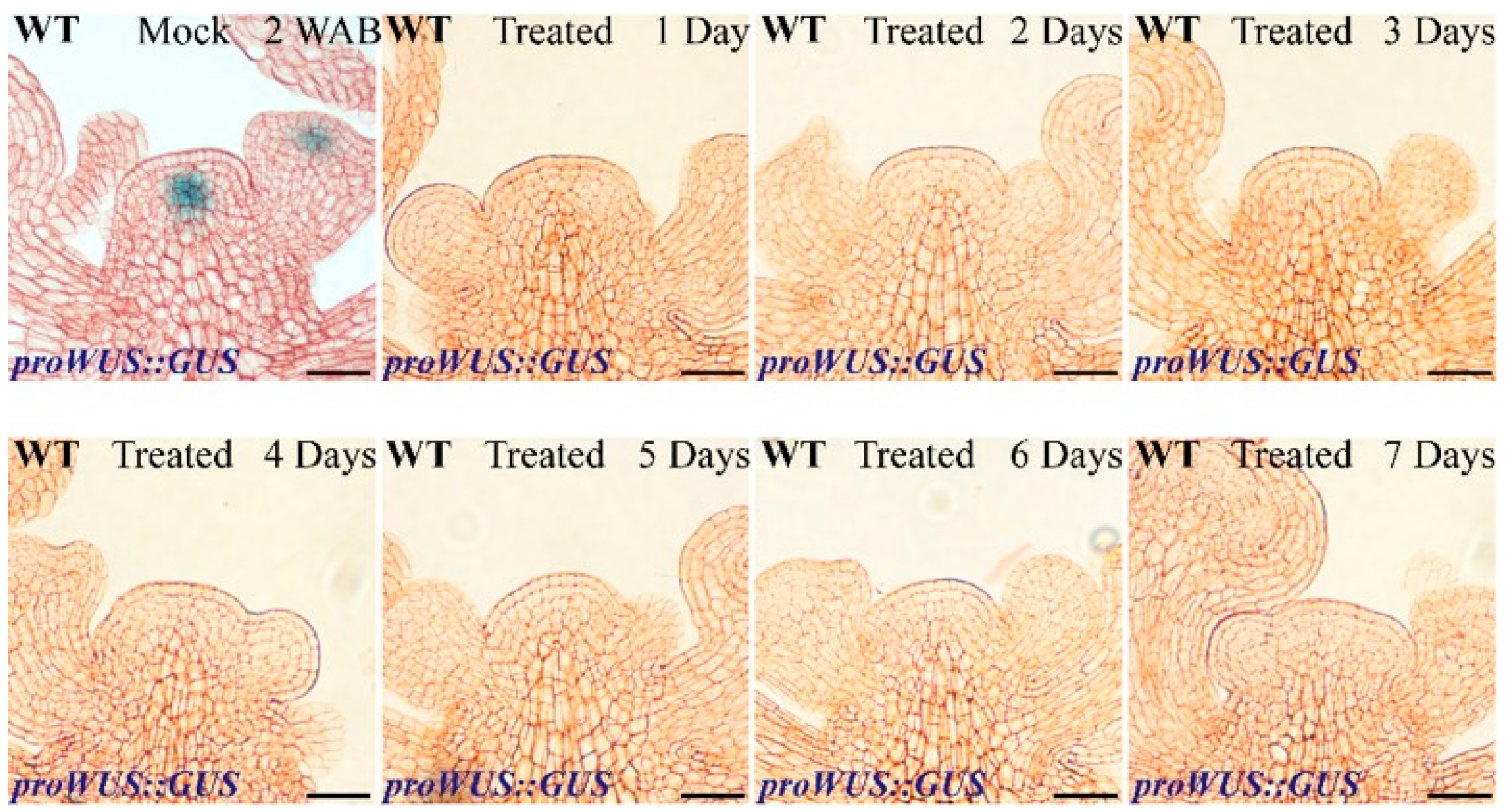 Ijms 23 03864 g006 550