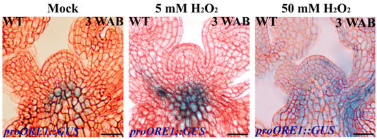 Dynamic Changes in Reactive Oxygen Species in the Shoot Apex