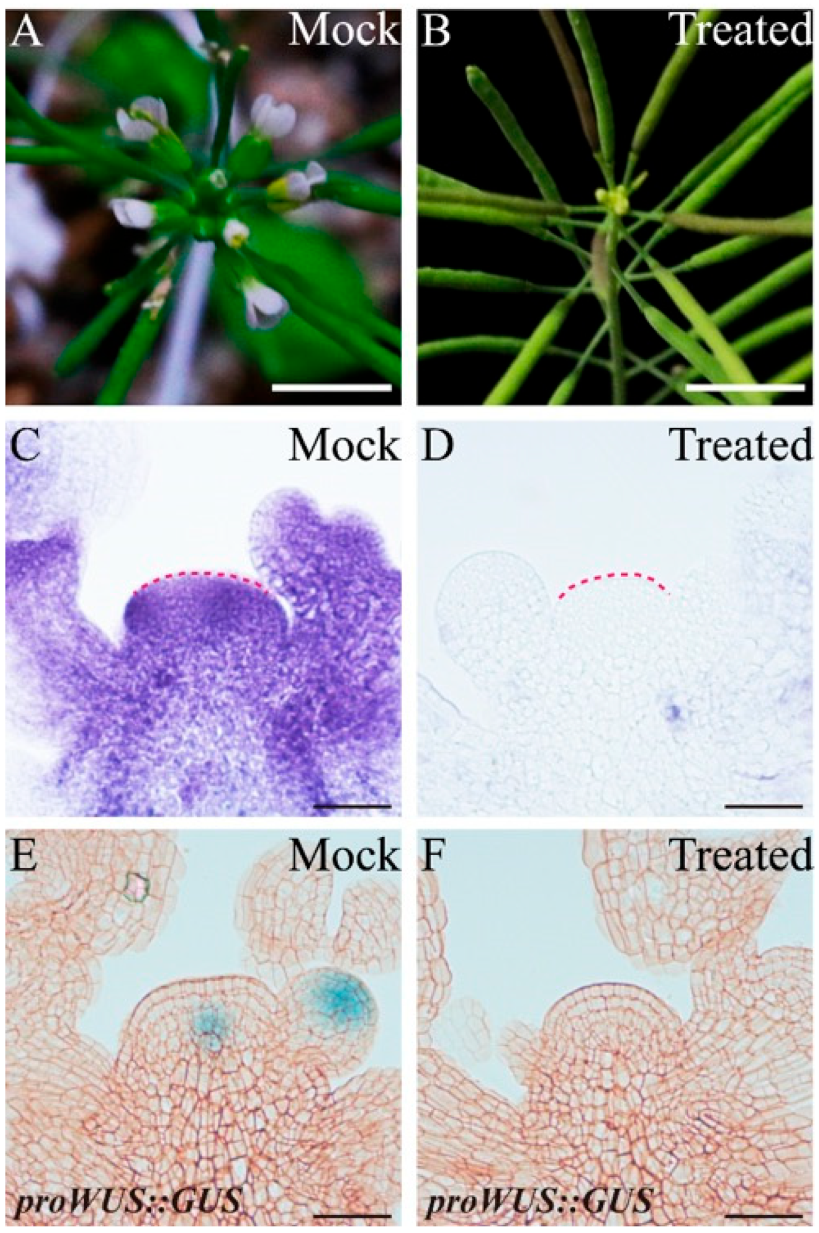 Ijms 23 03864 g008 550