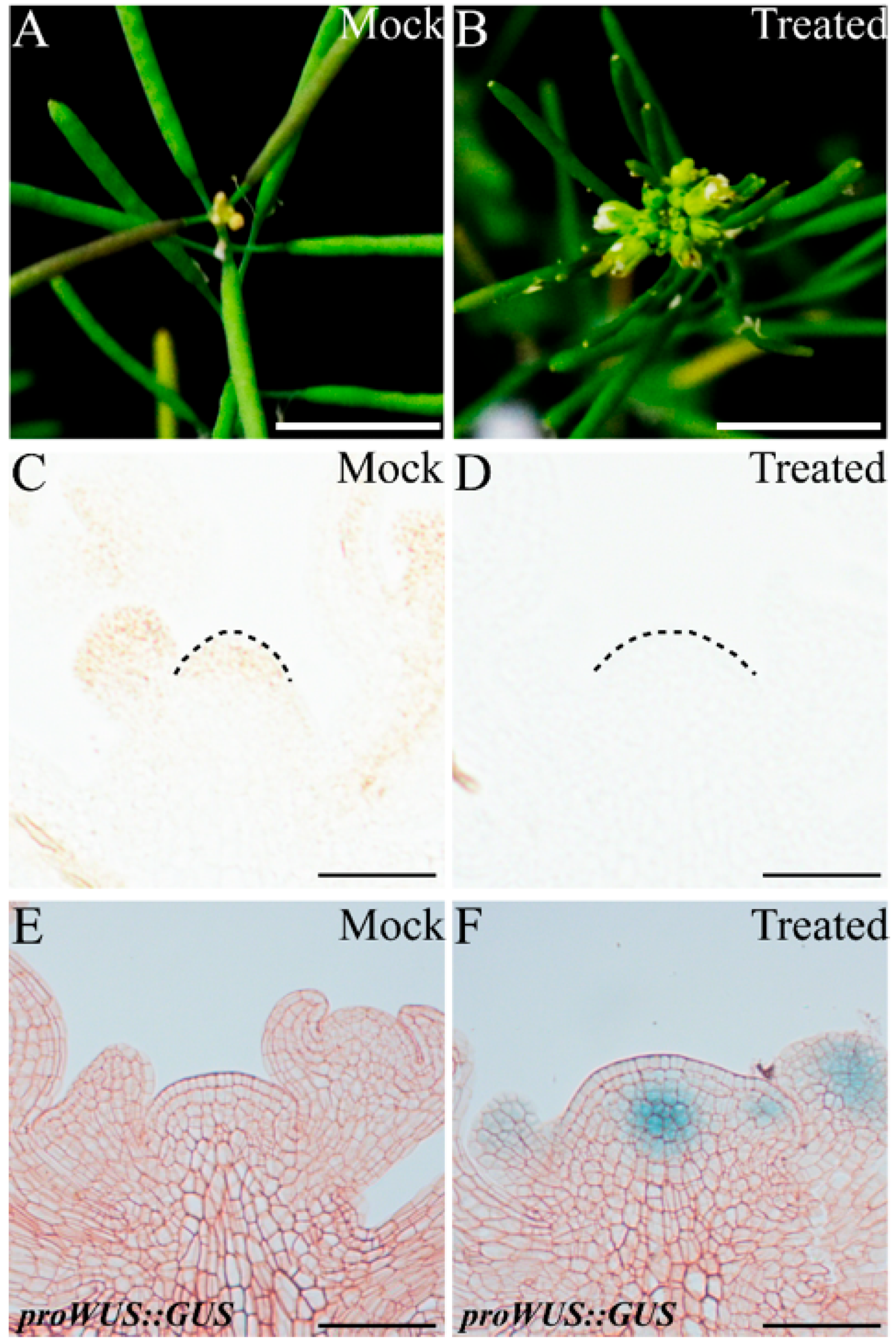 Ijms 23 03864 g009 550