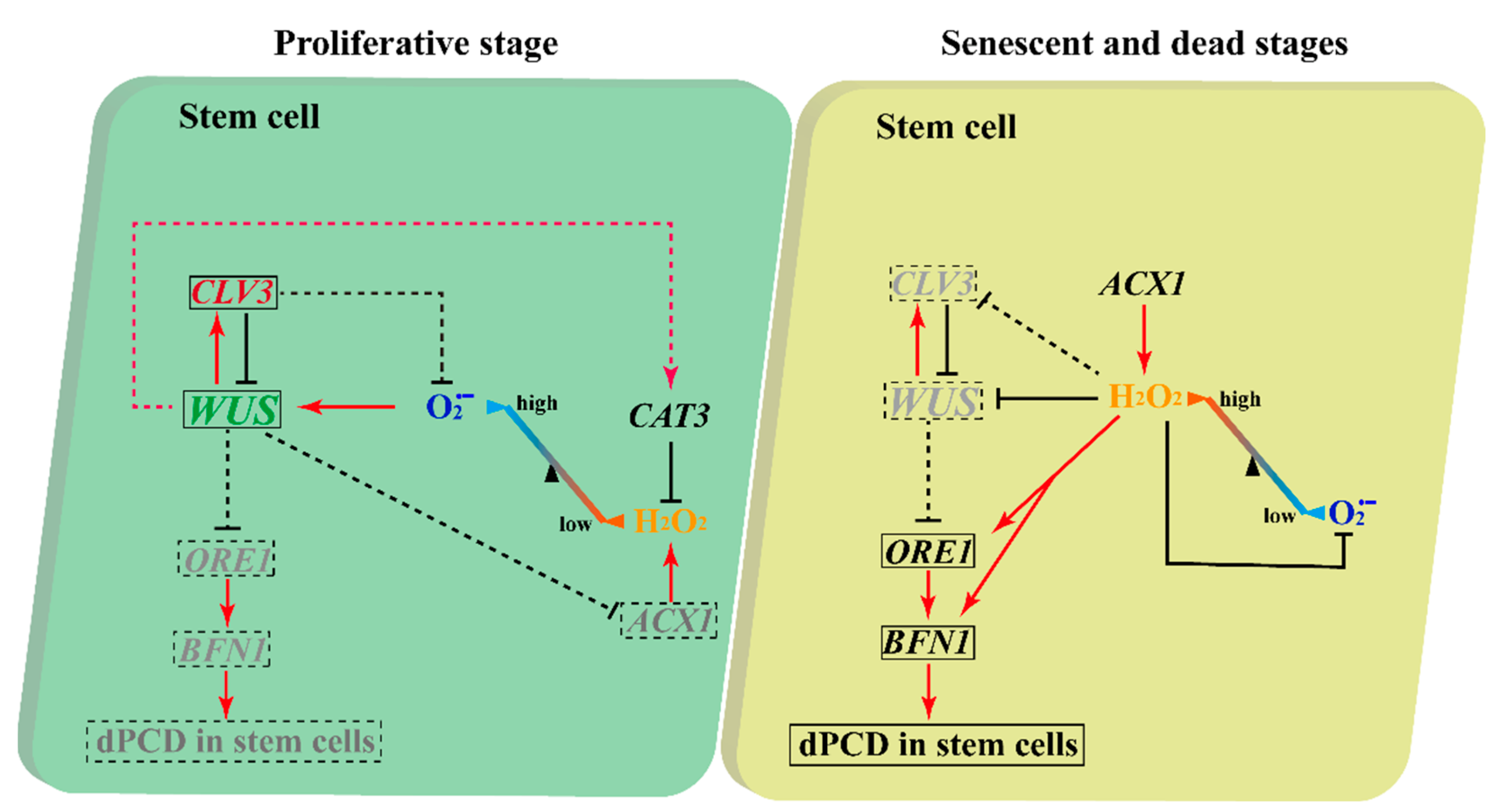 Ijms 23 03864 g011 550