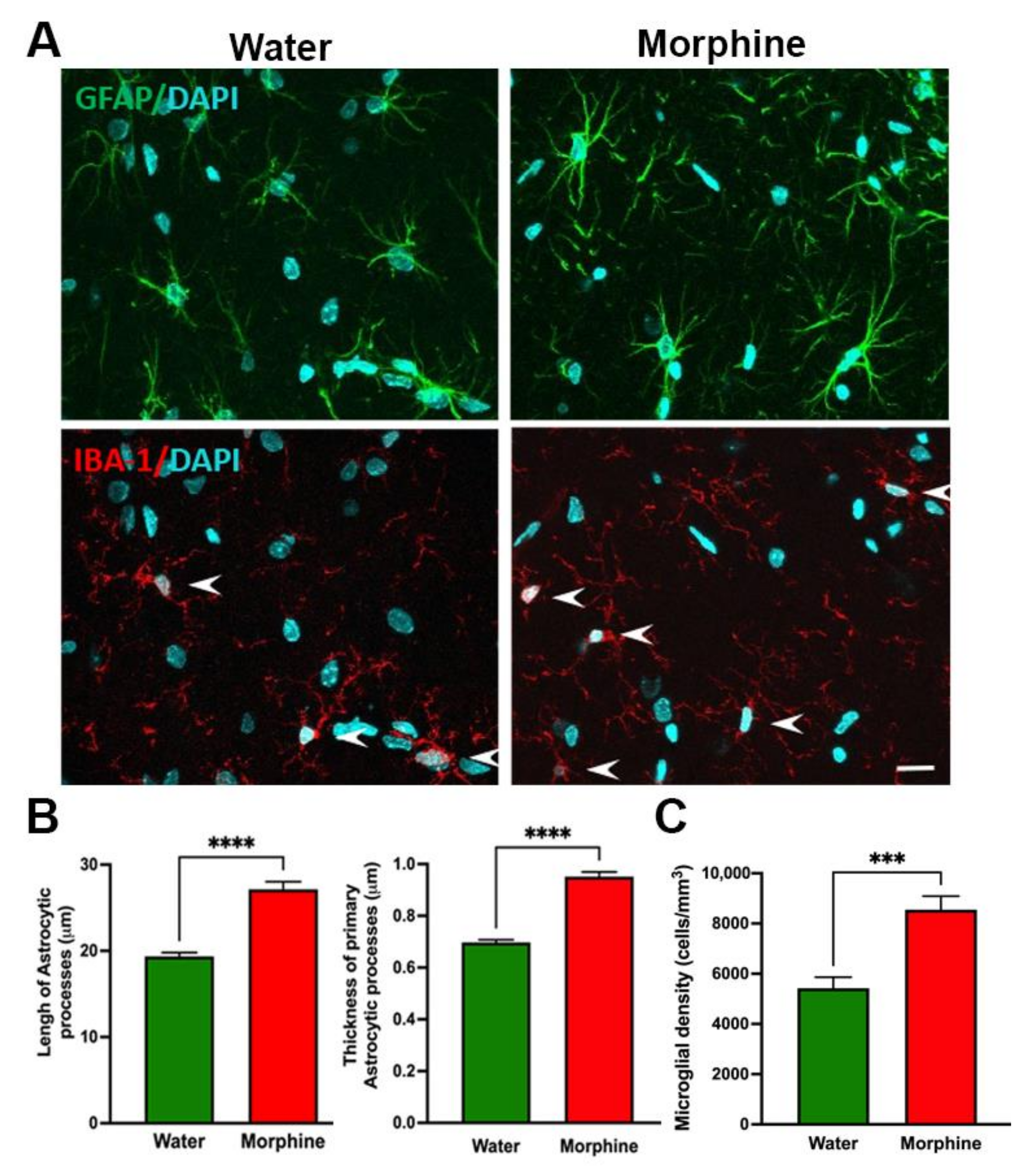 Ijms 23 03874 g006 550