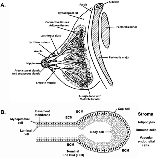 https://www.mdpi.com/ijms/ijms-23-03883/article_deploy/html/images/ijms-23-03883-g001-550.jpg