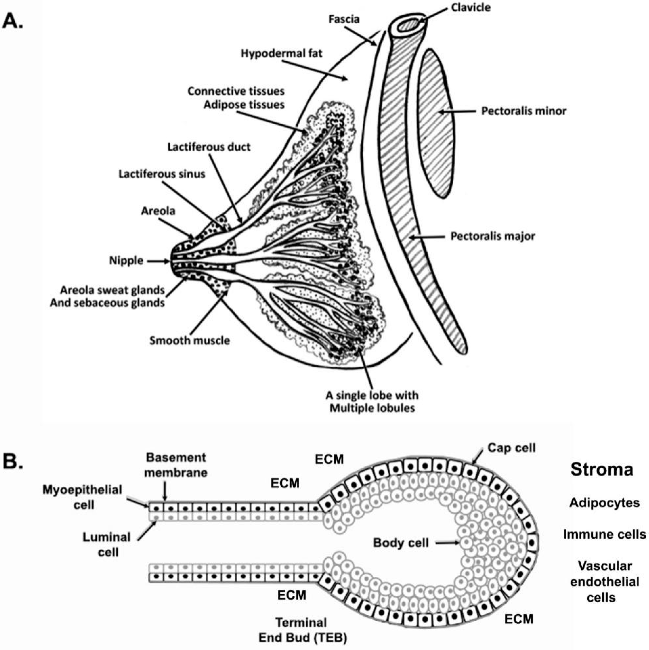 IJMS | Free Full-Text | The Mammary Gland: Basic Structure and 