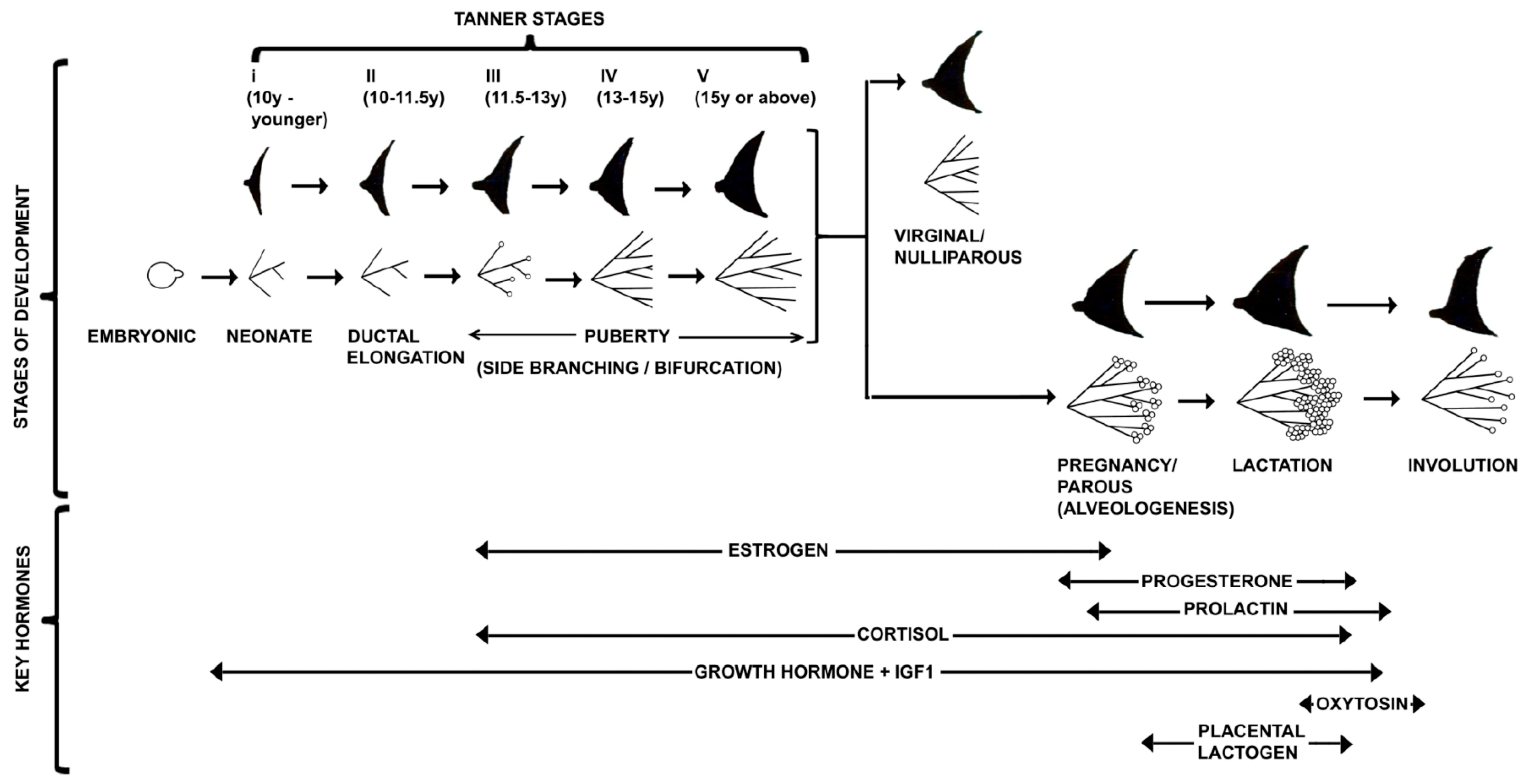 The Mammary Gland: Basic Structure and Molecular Signaling The Mammary Gland: Basic Structure and Molecular Signaling