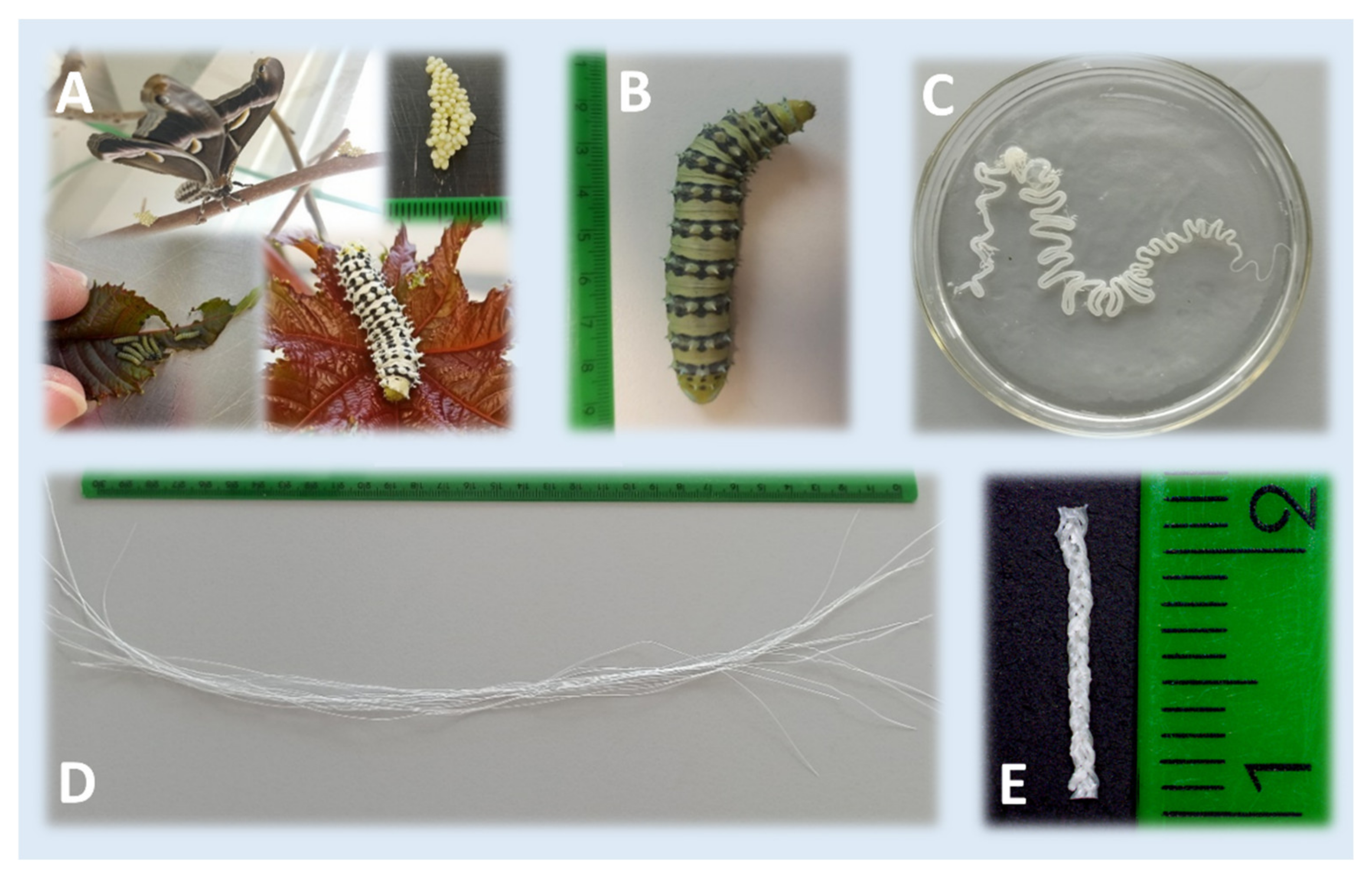 Ijms 23 03888 g007 550