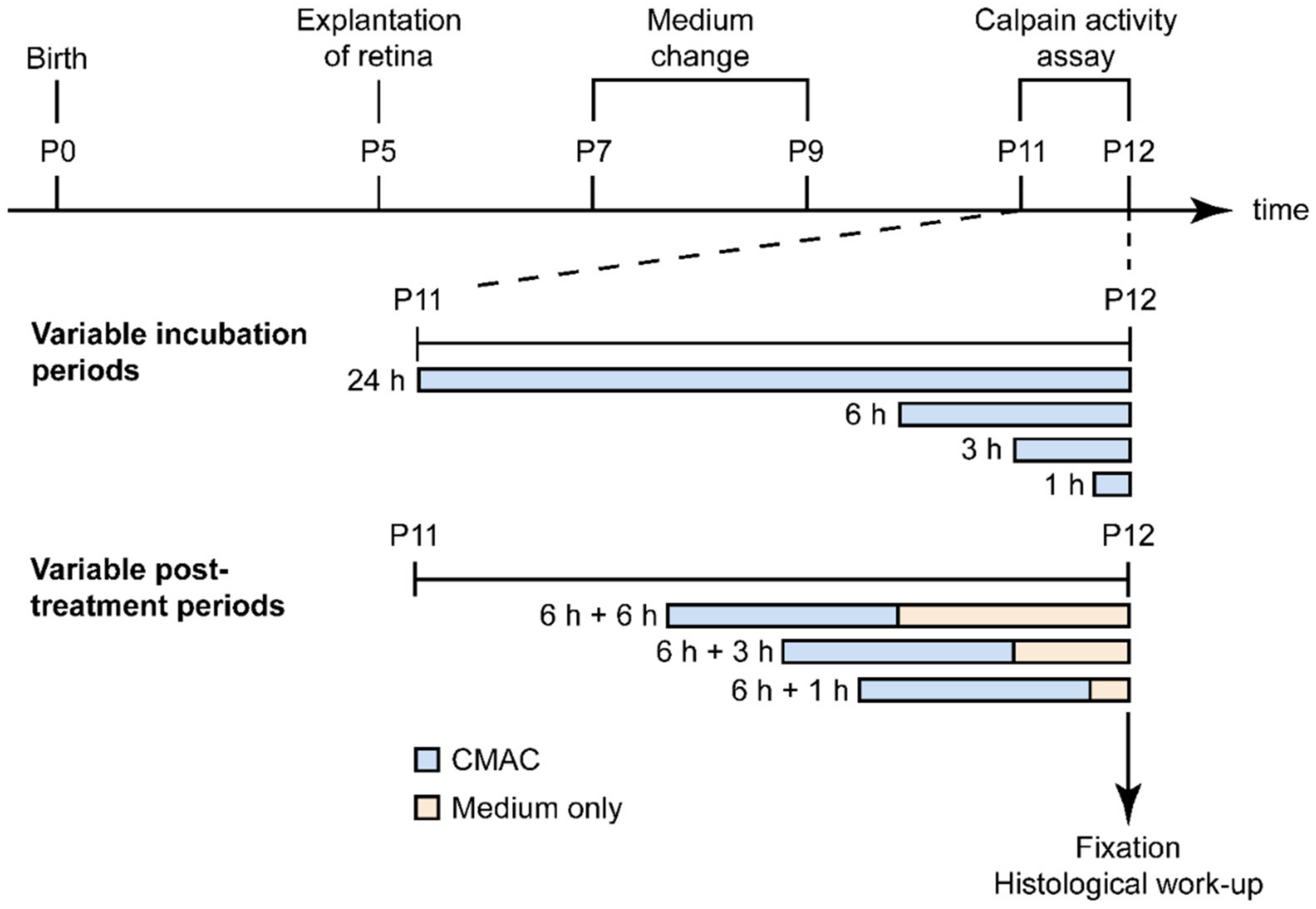Ijms 23 03892 g006 550