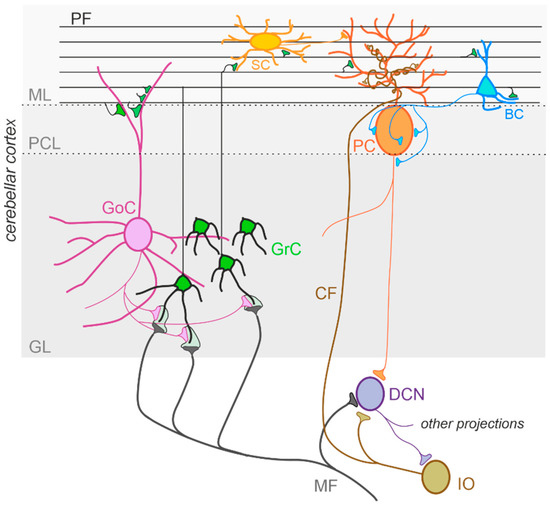 The Cerebellar Involvement in Autism Spectrum Disorders: From the