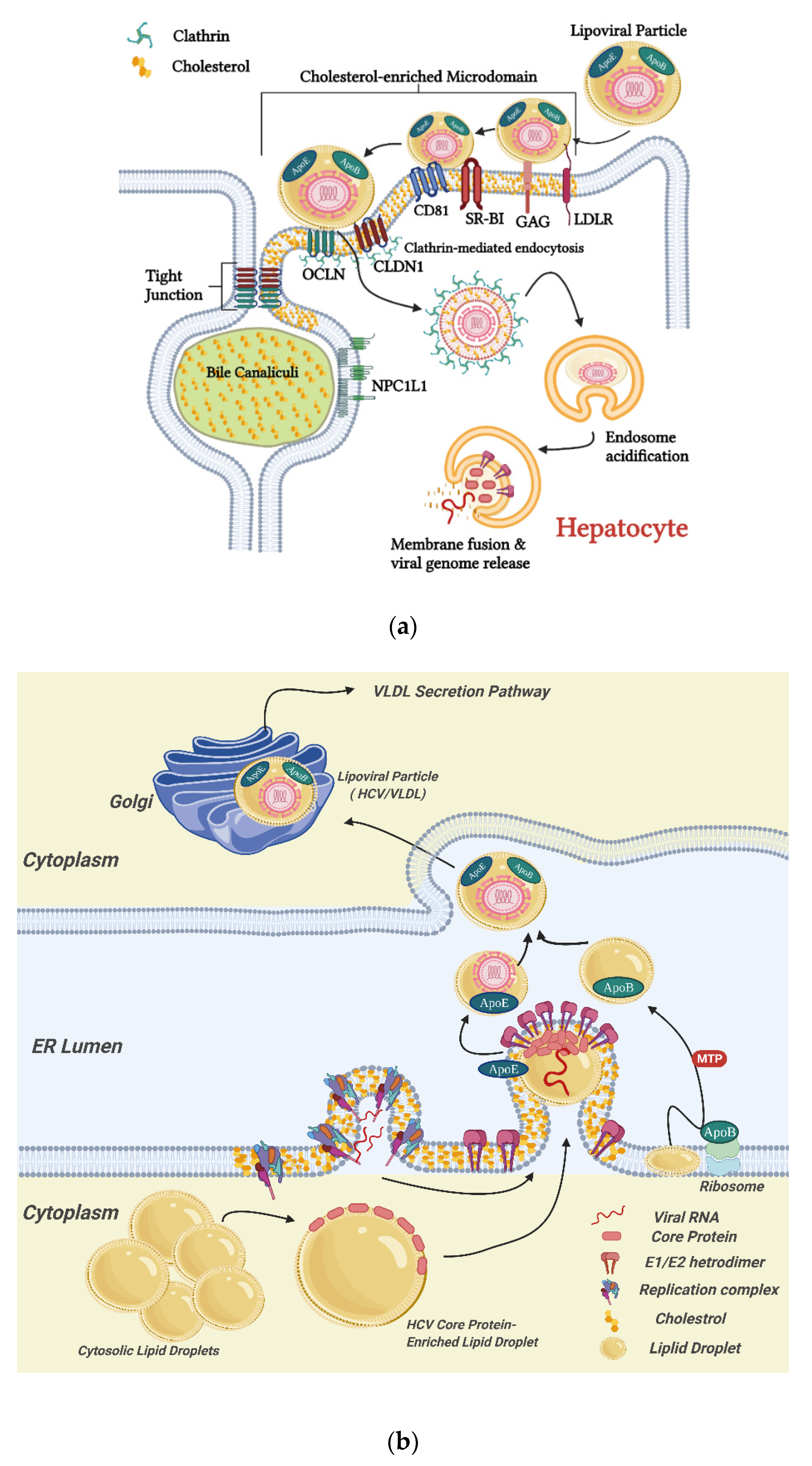 12chan.org:8081 naked b Viral Hepatitis, Cholesterol Metabolism, and Cholesterol-Lowering Natural  Compounds