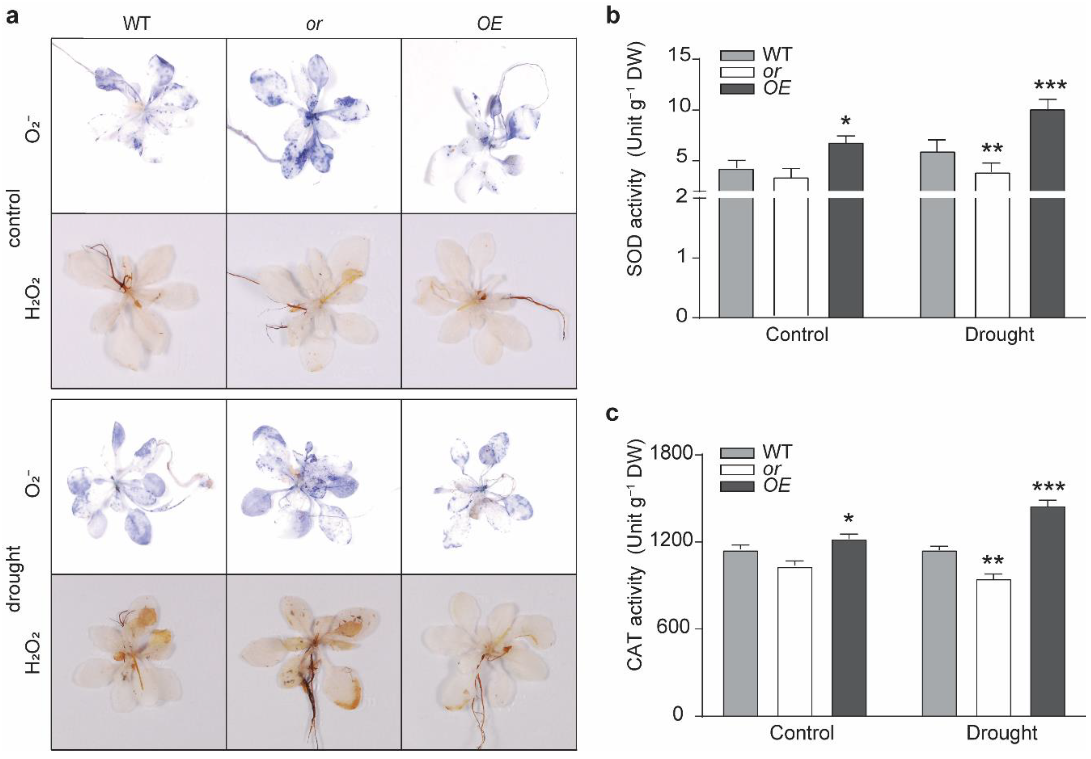 Ijms 23 03907 g003 550