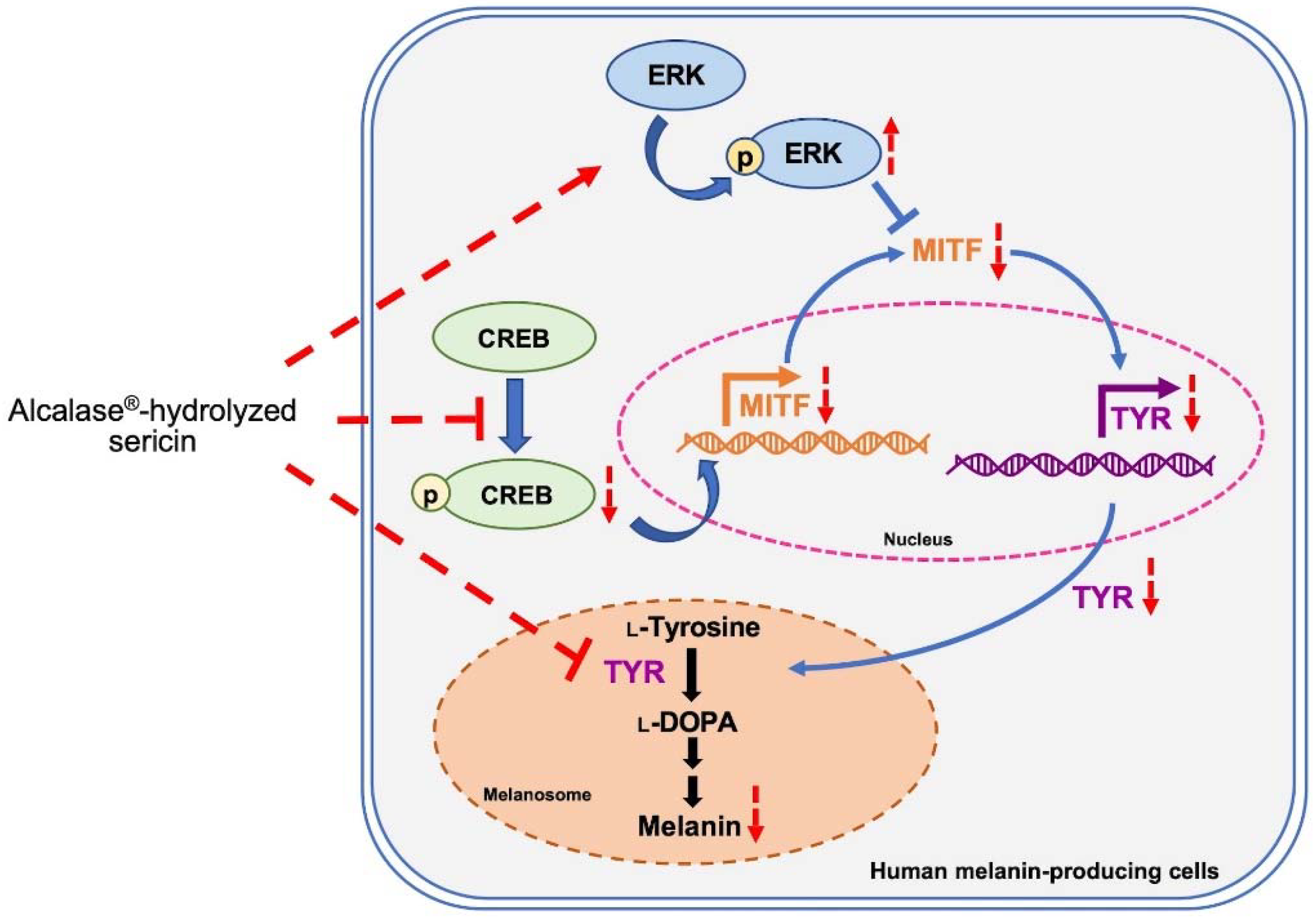 Ijms 23 03925 g007 550