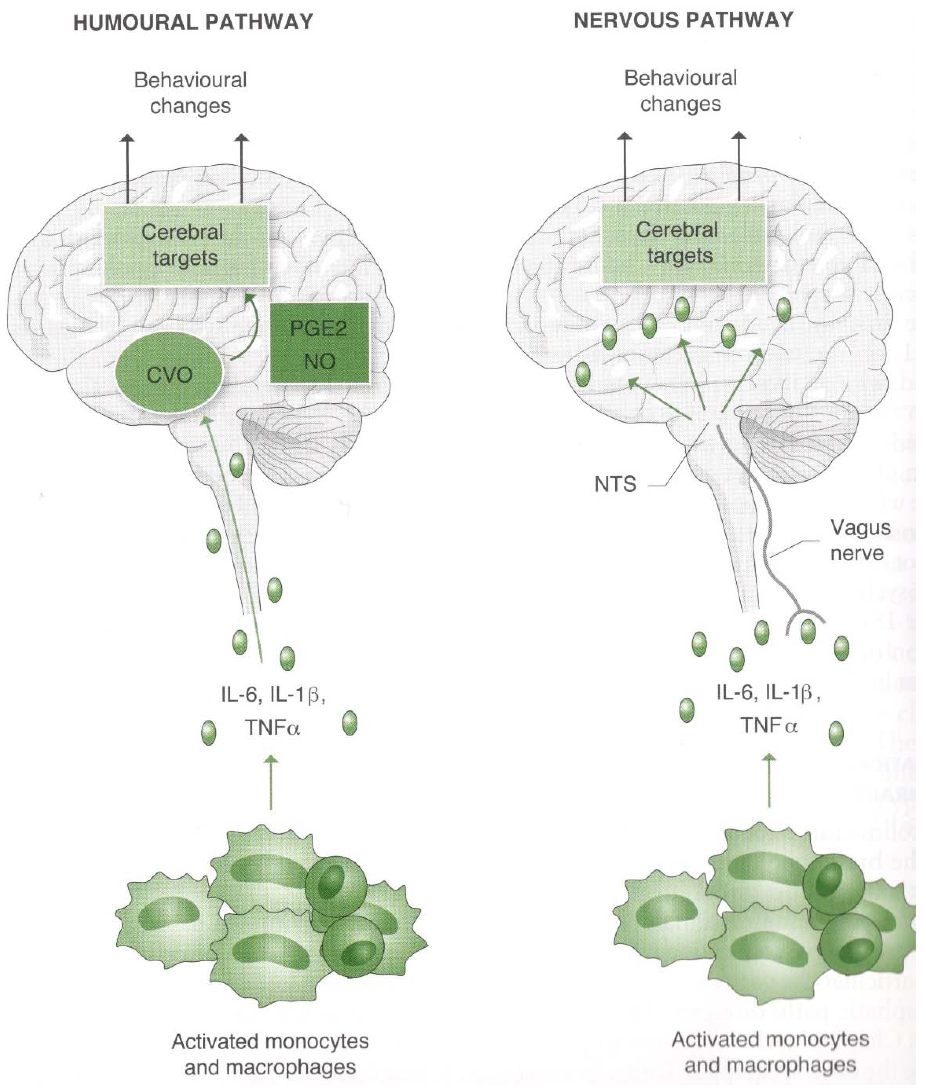 Ijms 23 03932 g003 550