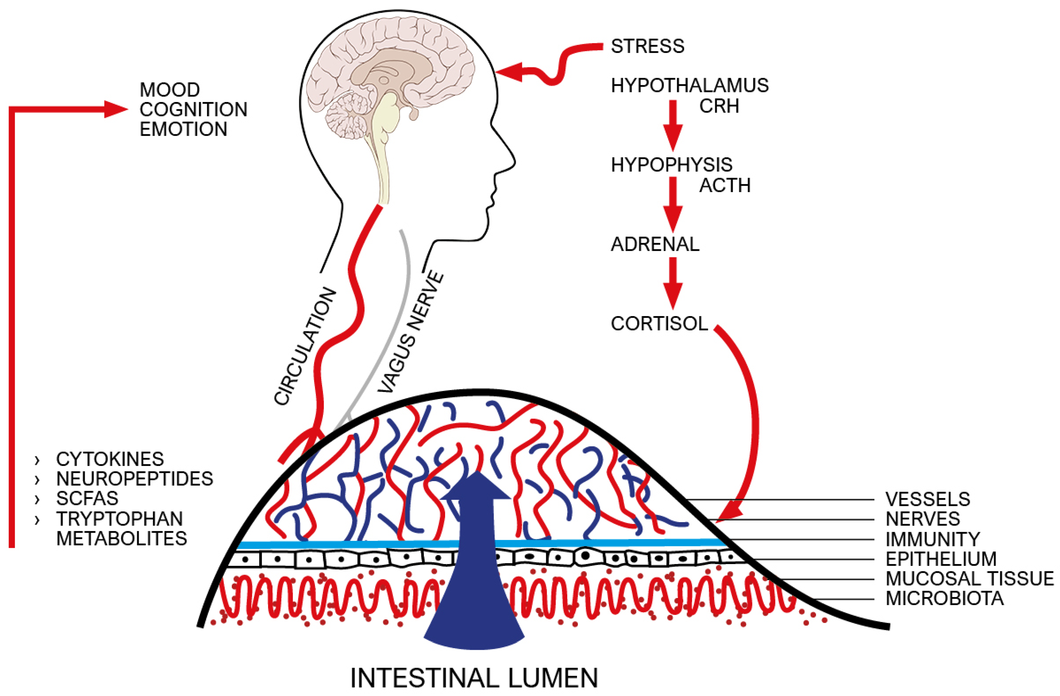 Ijms 23 03932 g004 550