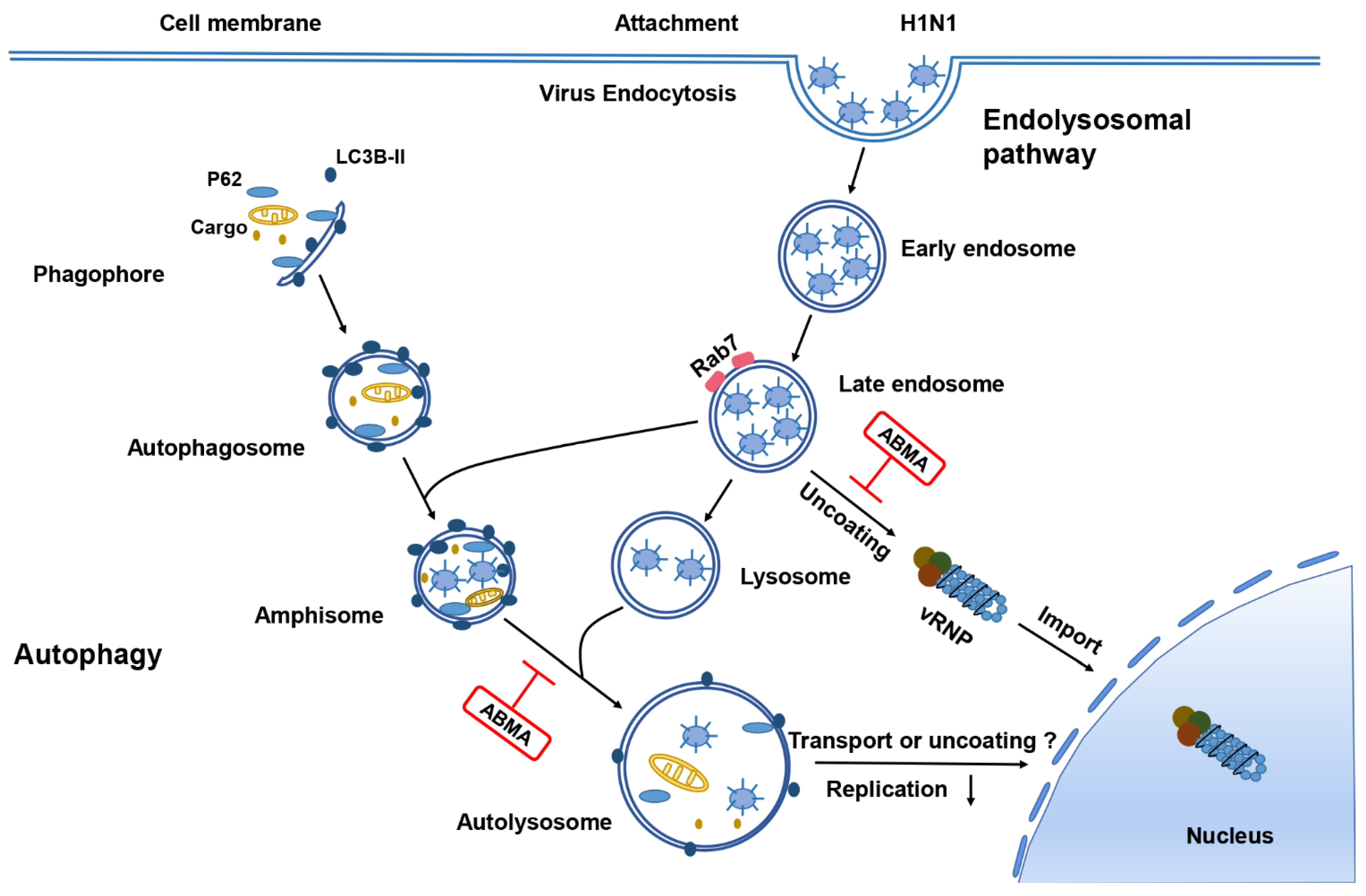 Ijms 23 03940 g007 Ijms 23 03940 g007