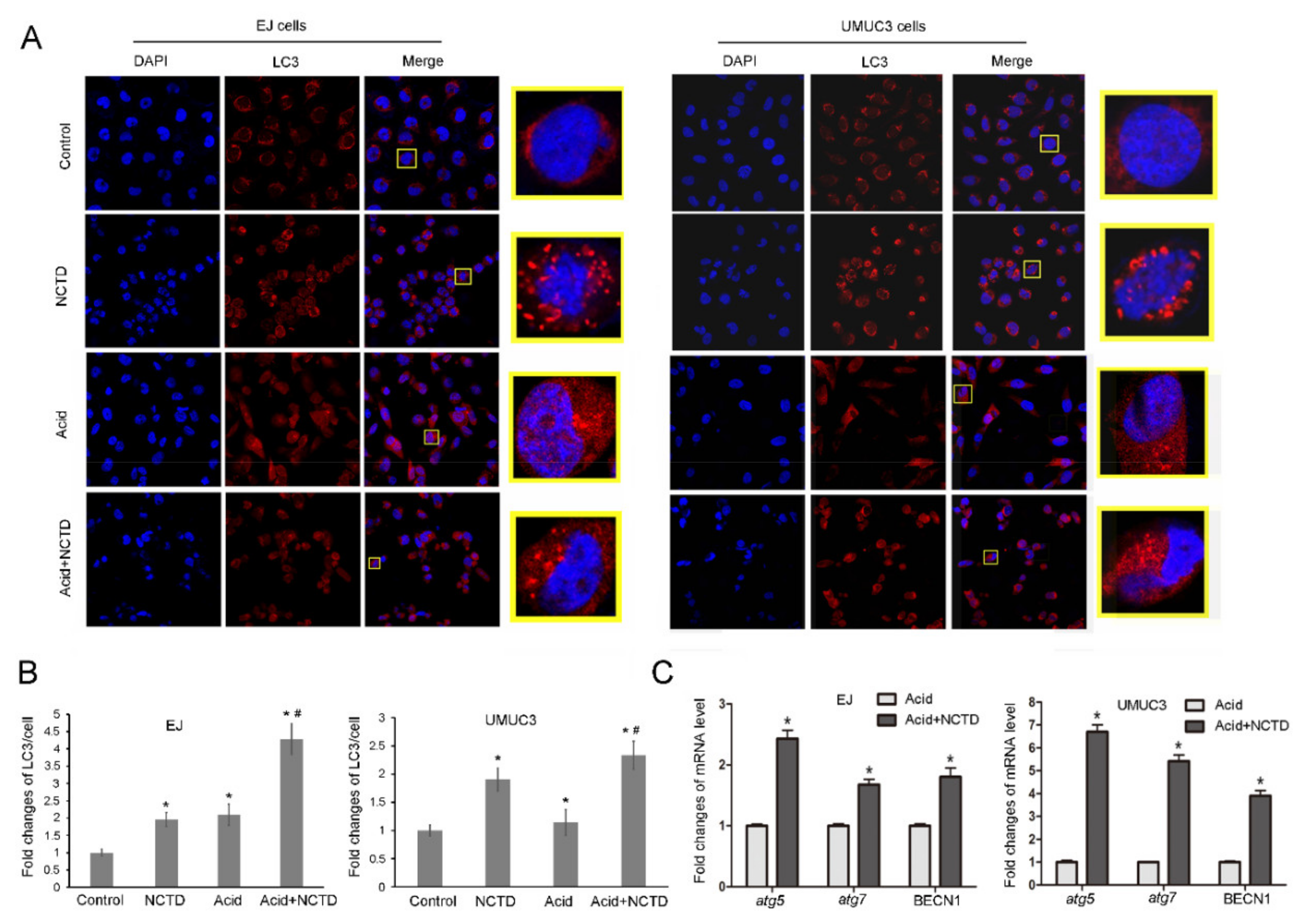 Ijms 23 03944 g005 550