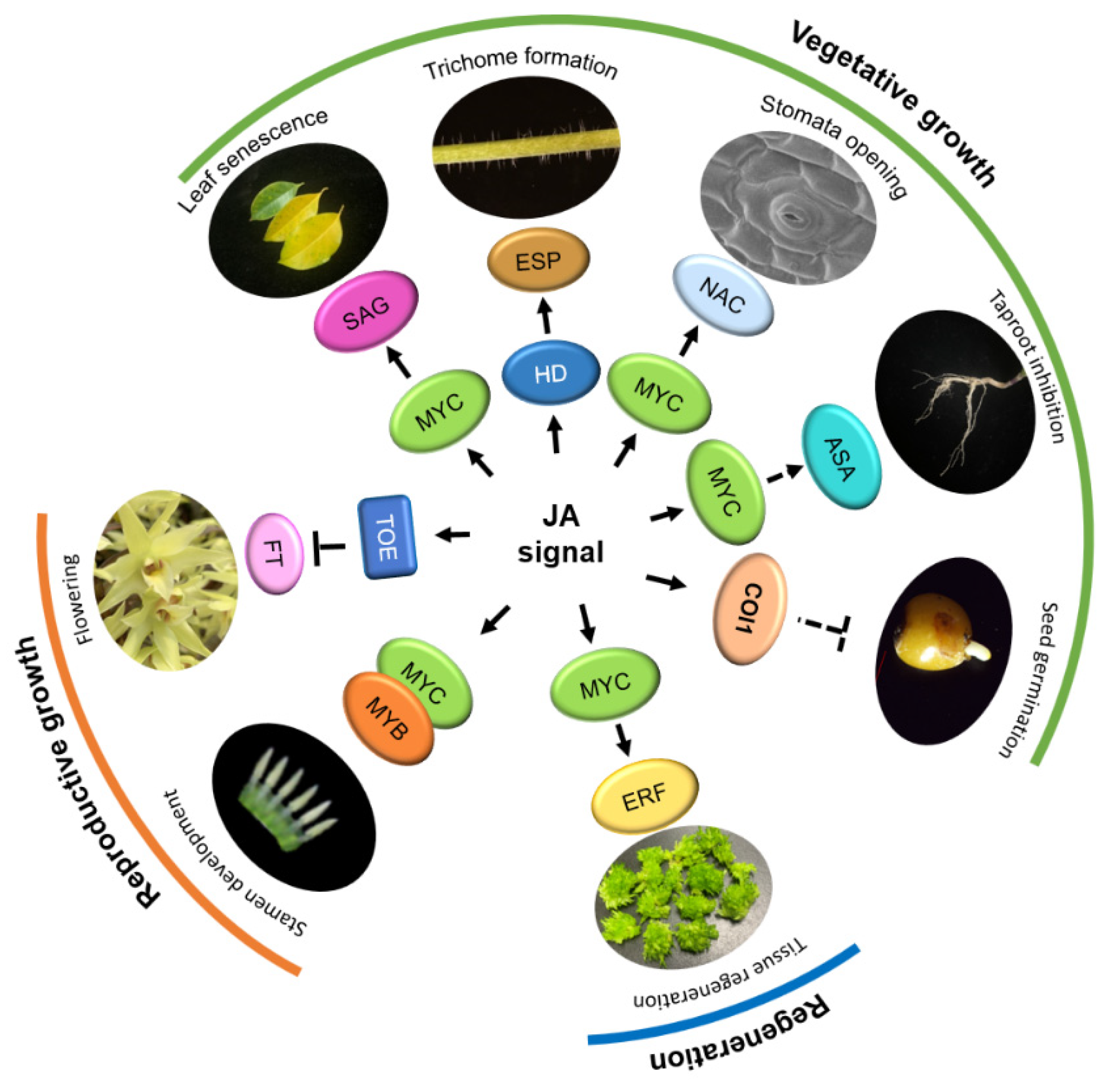 Ijms 23 03945 g003 Ijms 23 03945 g003