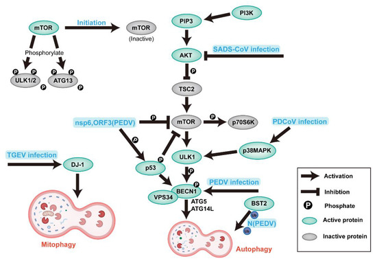 Swine Enteric Coronavirus: Diverse Pathogen–Host Interactions