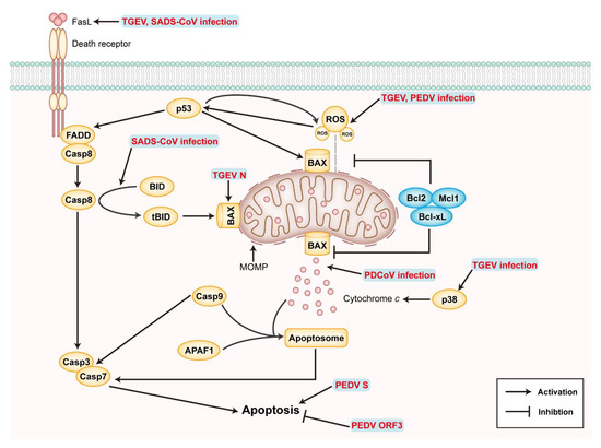 Swine Enteric Coronavirus: Diverse Pathogen–Host Interactions