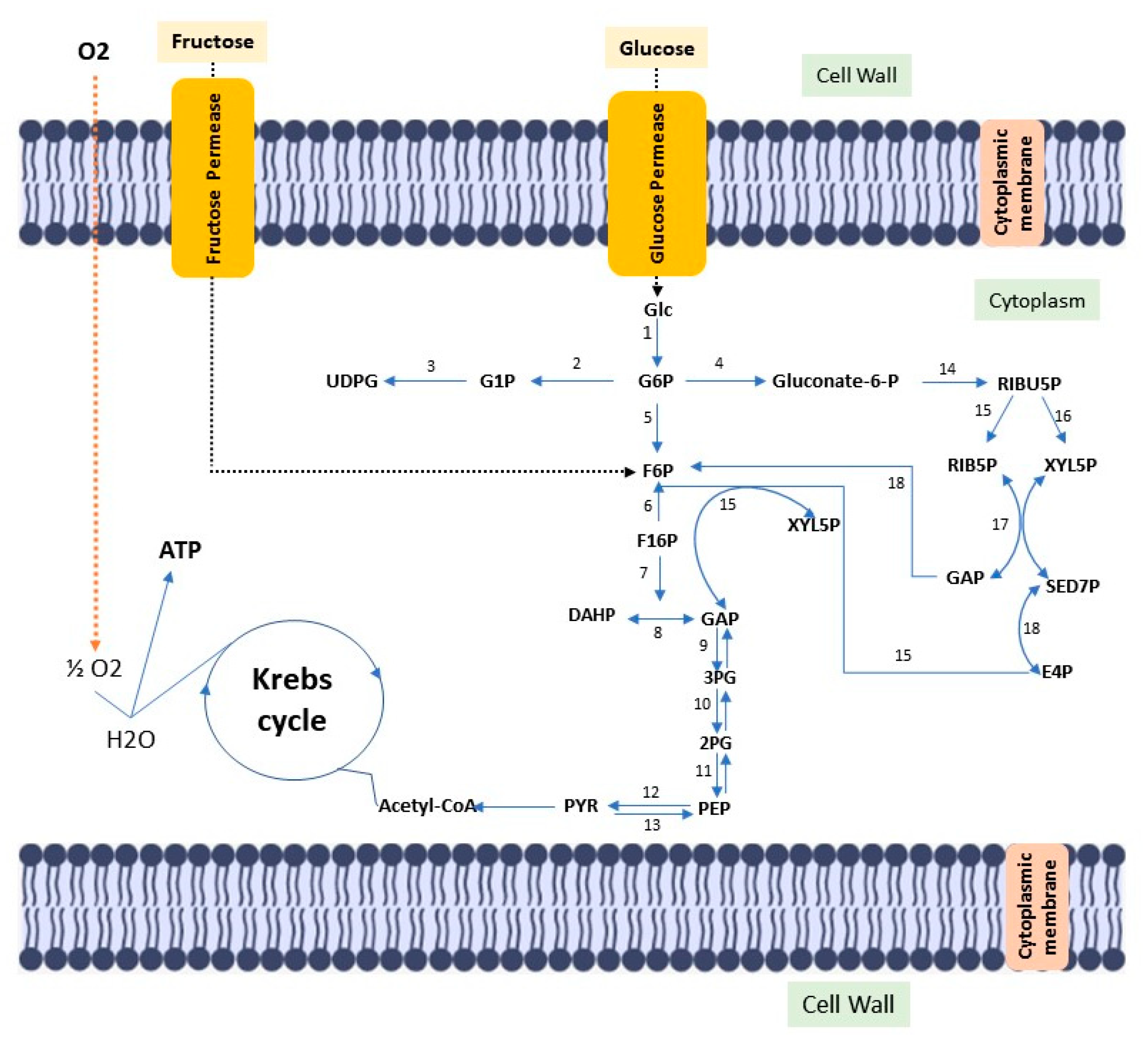 Ijms 23 03955 g001 550