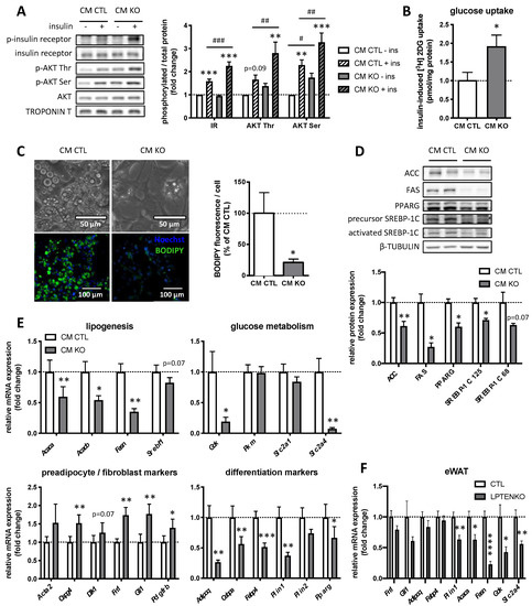 Hepatic PTEN Signaling Regulates Systemic Metabolic Hepatic PTEN Signaling Regulates Systemic Metabolic