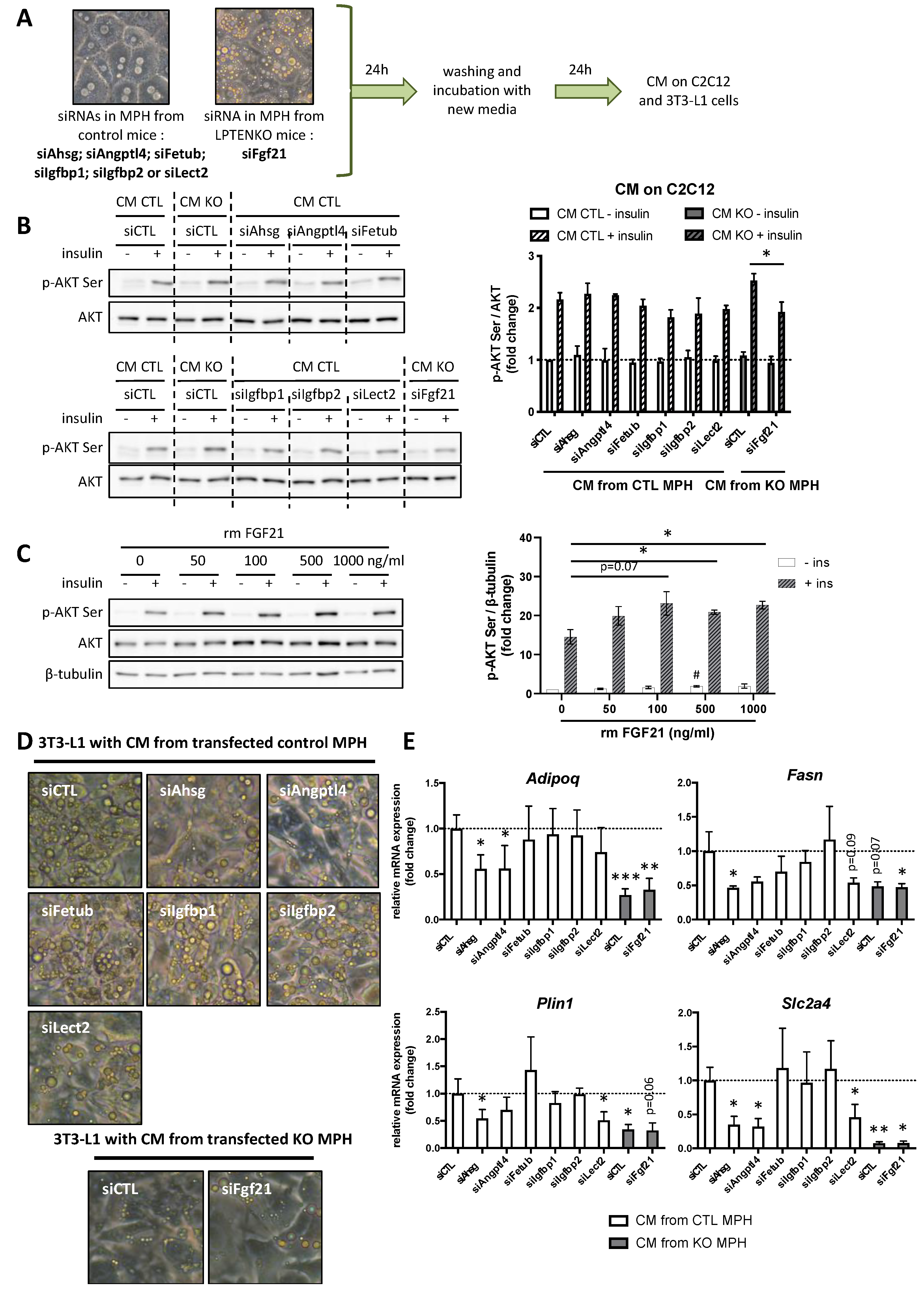 Ijms 23 03959 g005 Ijms 23 03959 g005