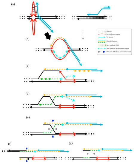 Cruciform DNA Structures Act as Legible Templates for Accelerating ...