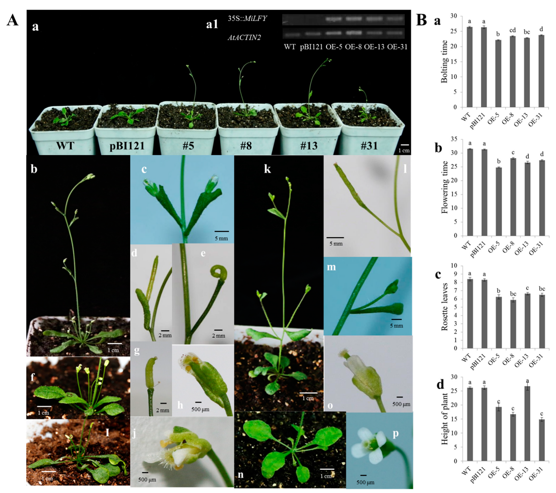 Ijms 23 03974 g004 550