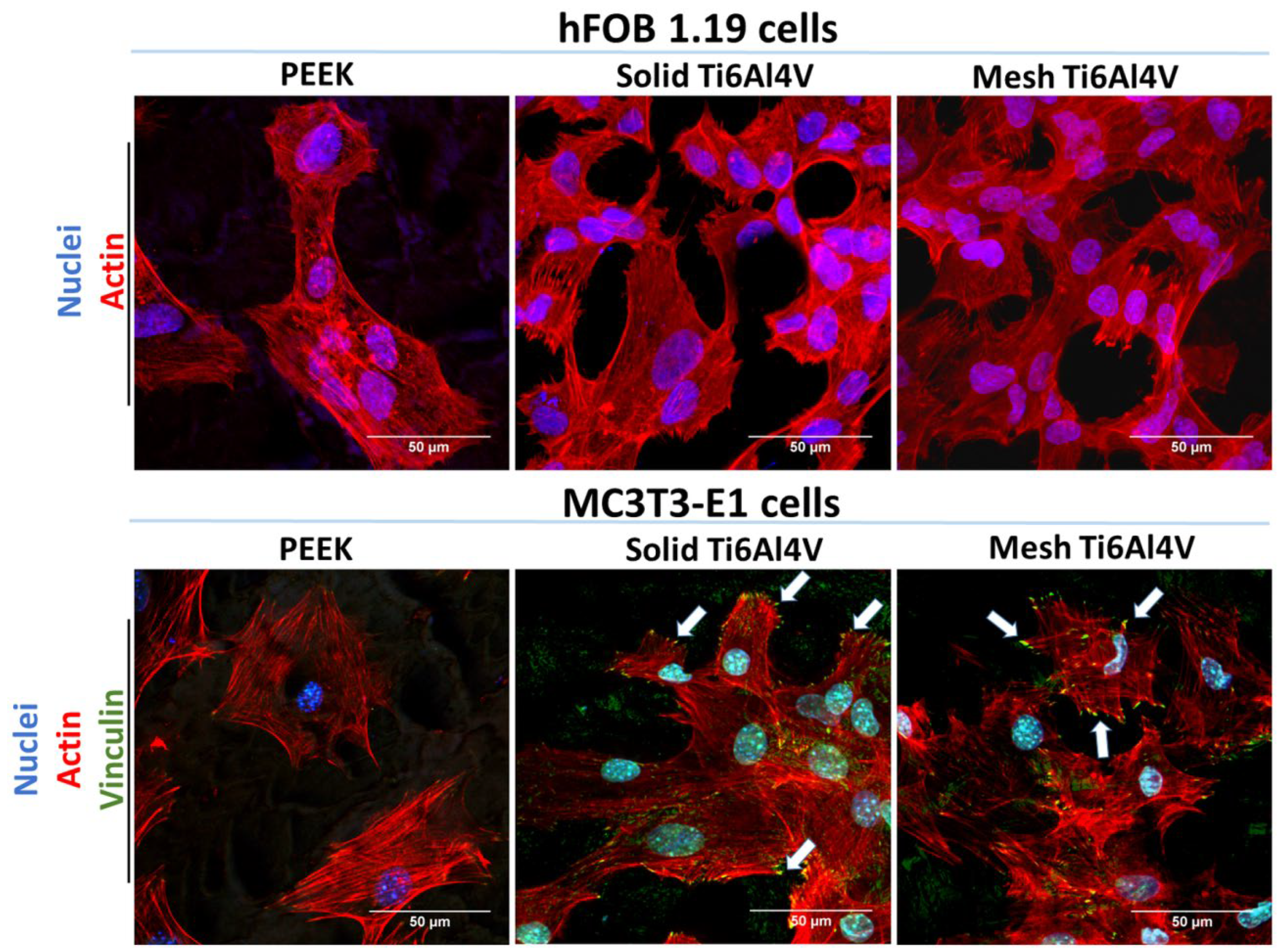Ijms 23 03985 g006 550