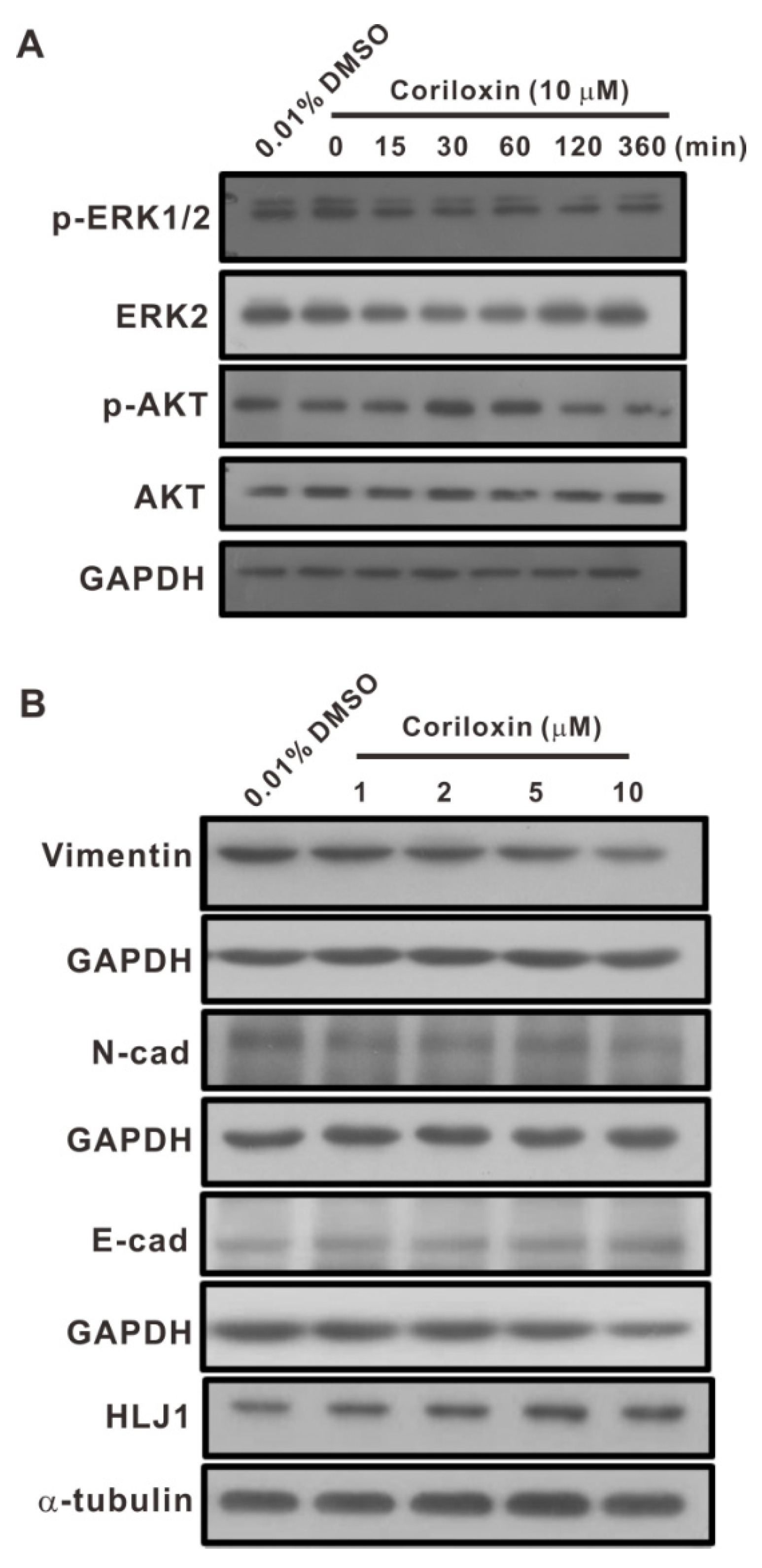 Ijms 23 03991 g005 550