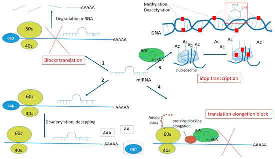 International Journal of Molecular Sciences | An Open Access Journal ...