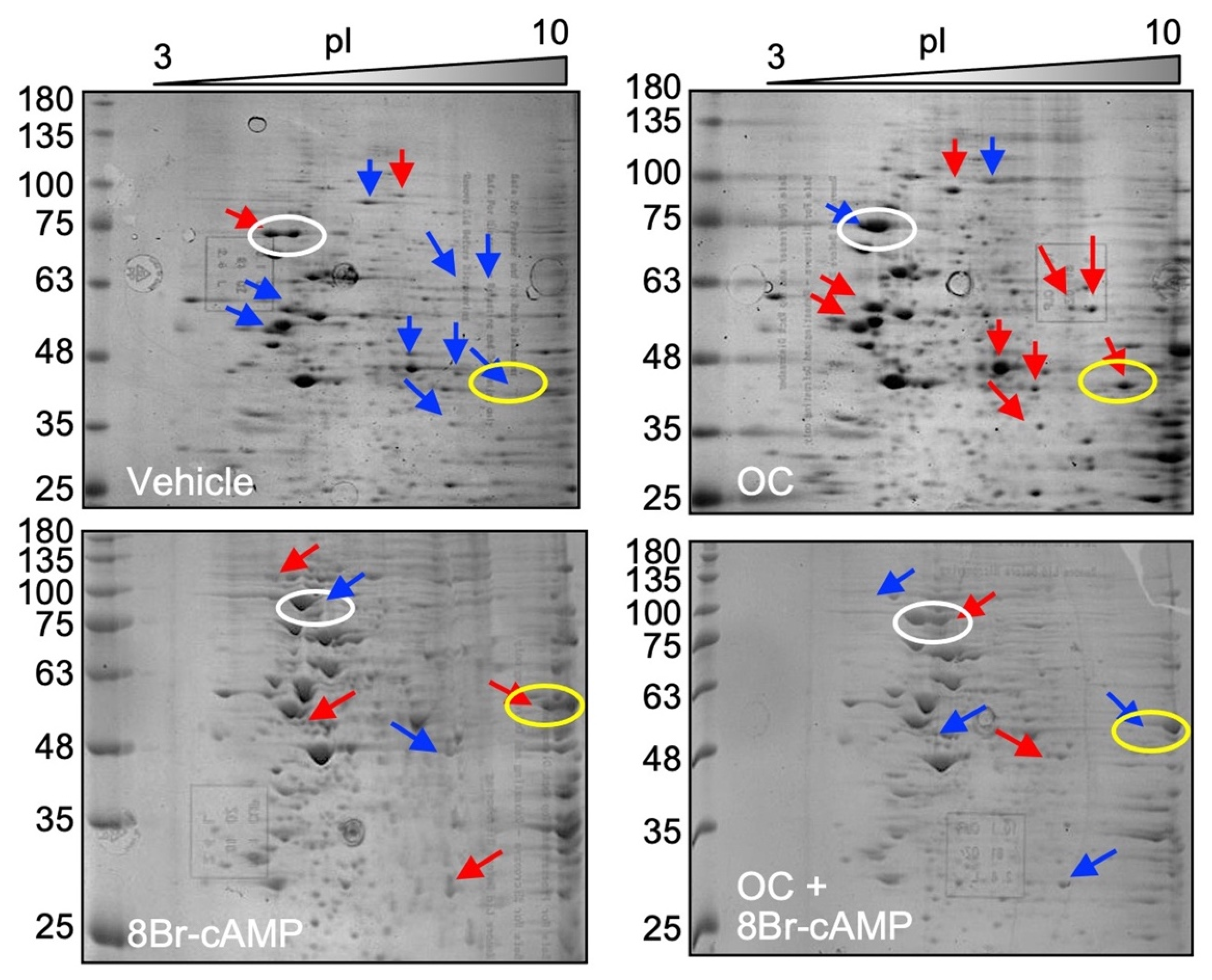 Ijms 23 03997 g003 550