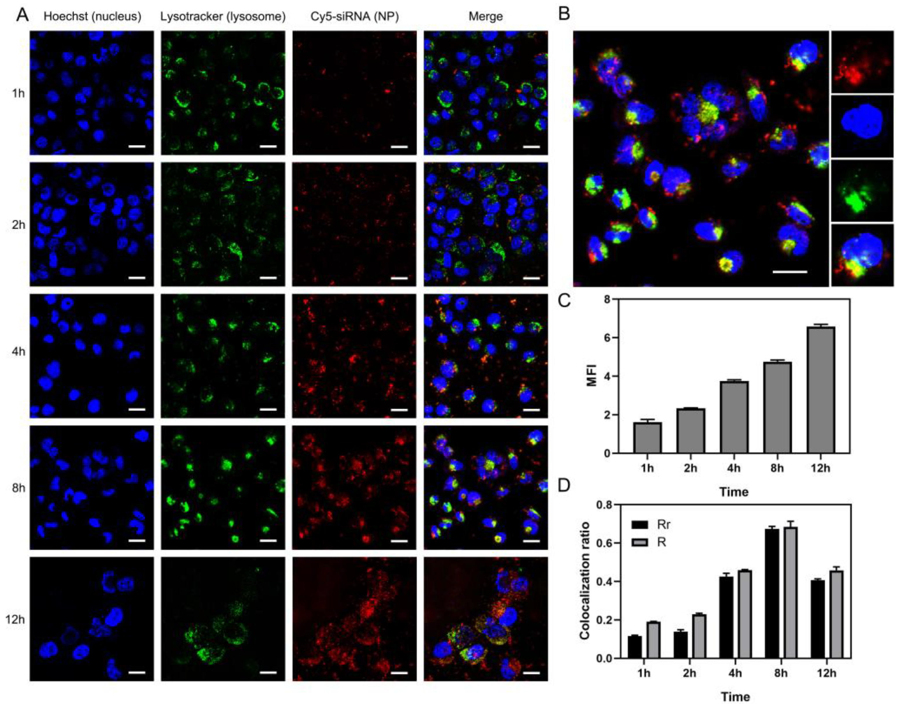 Ijms 23 03999 g006 550