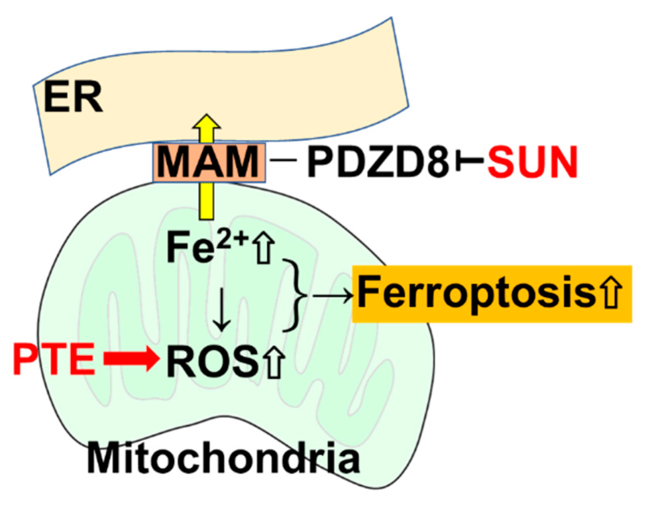 Ijms 23 04002 g008 550
