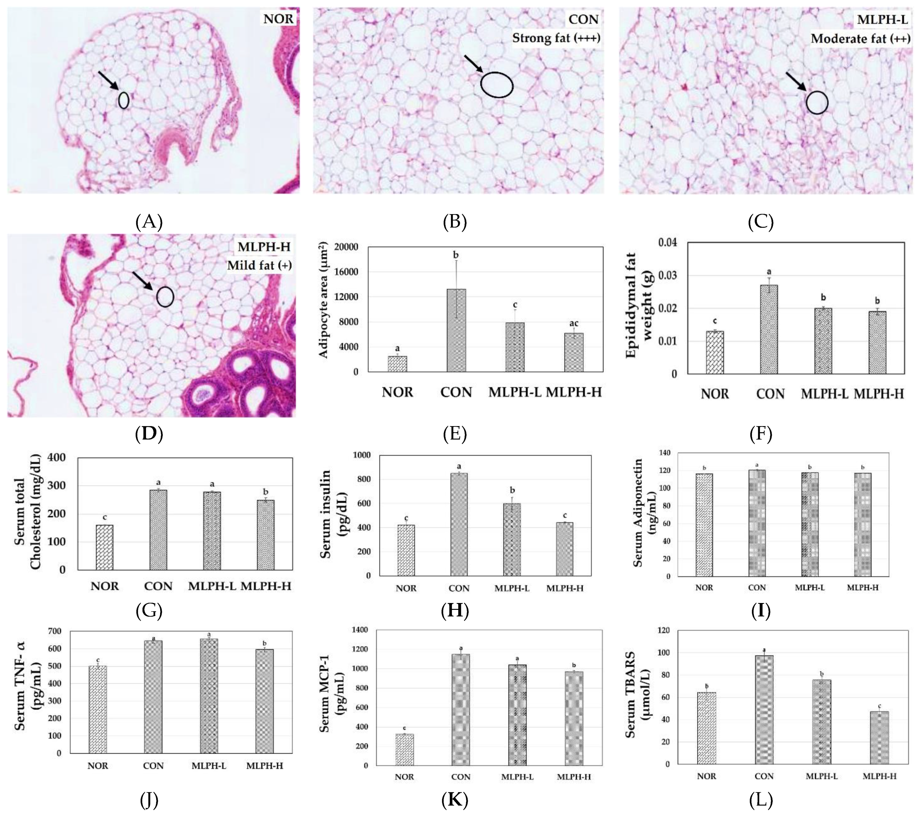 Ijms 23 04015 g005 Ijms 23 04015 g005
