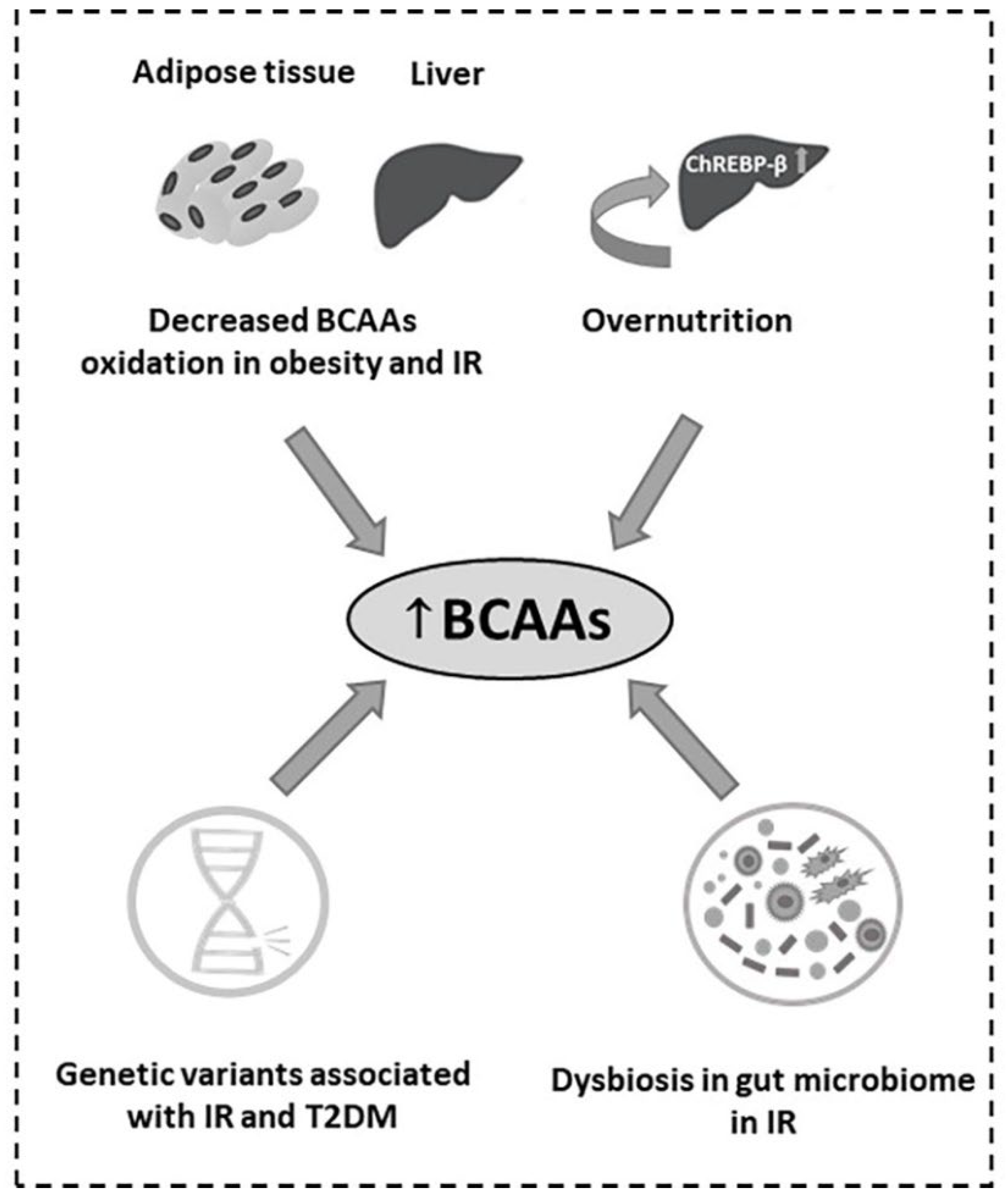 IJMS Free FullText The Critical Role of the Branched Chain Amino