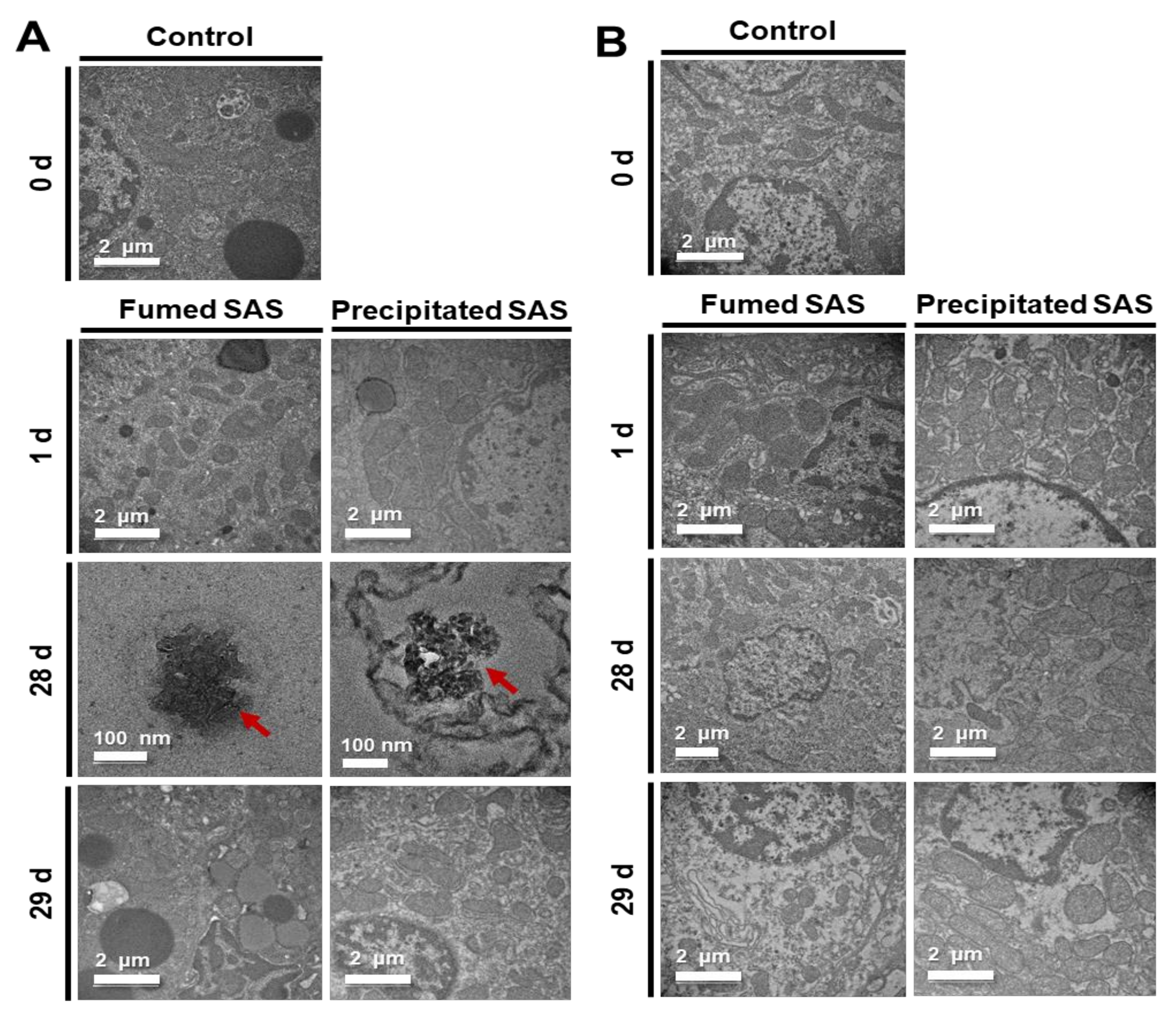 Ijms 23 04023 g005 550