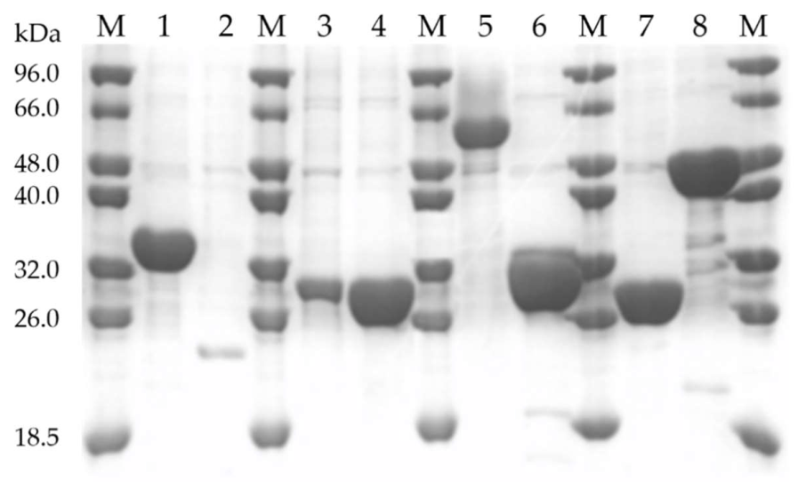 Ijms 23 04024 g002 Ijms 23 04024 g002