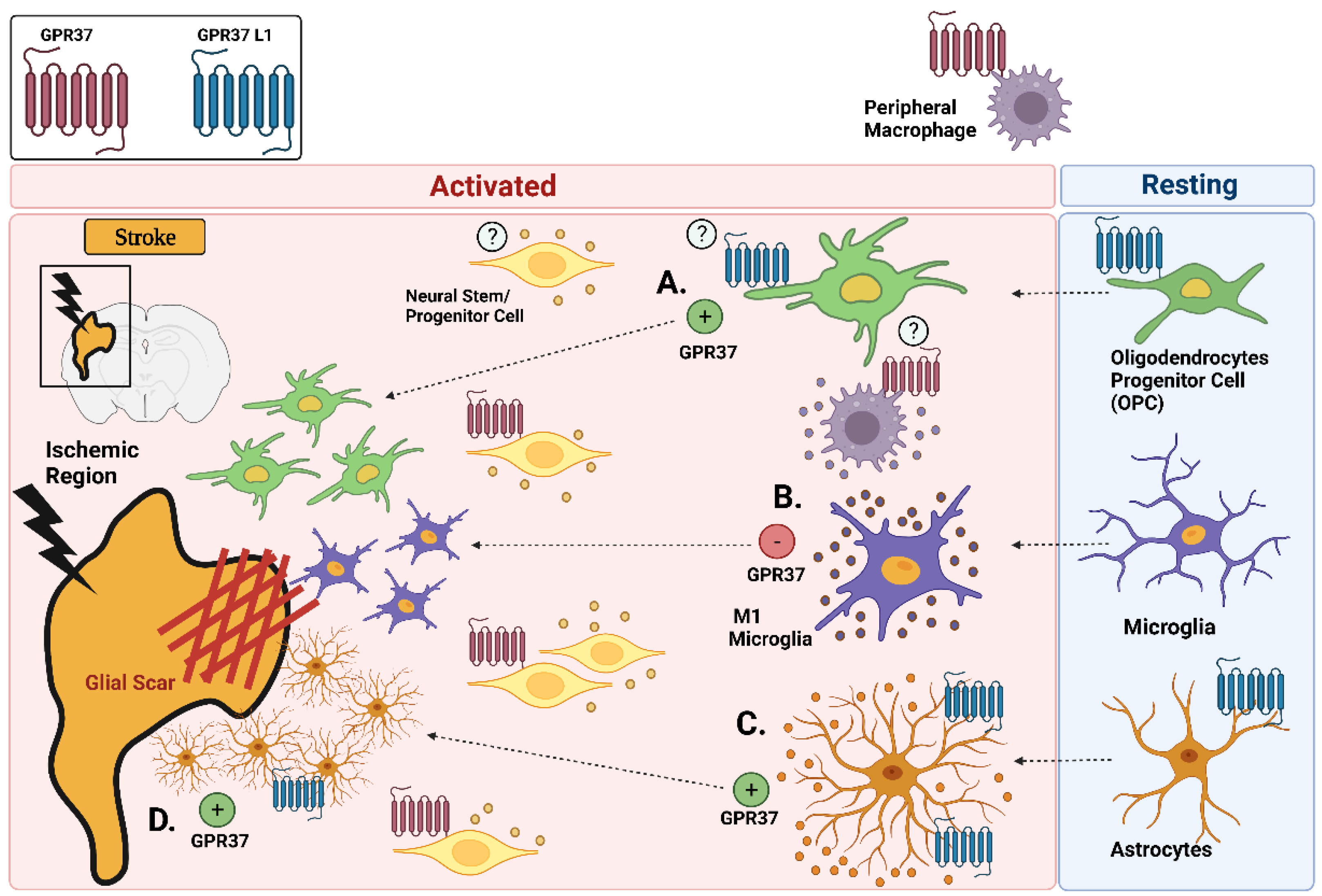 Ijms 23 04028 g003 550