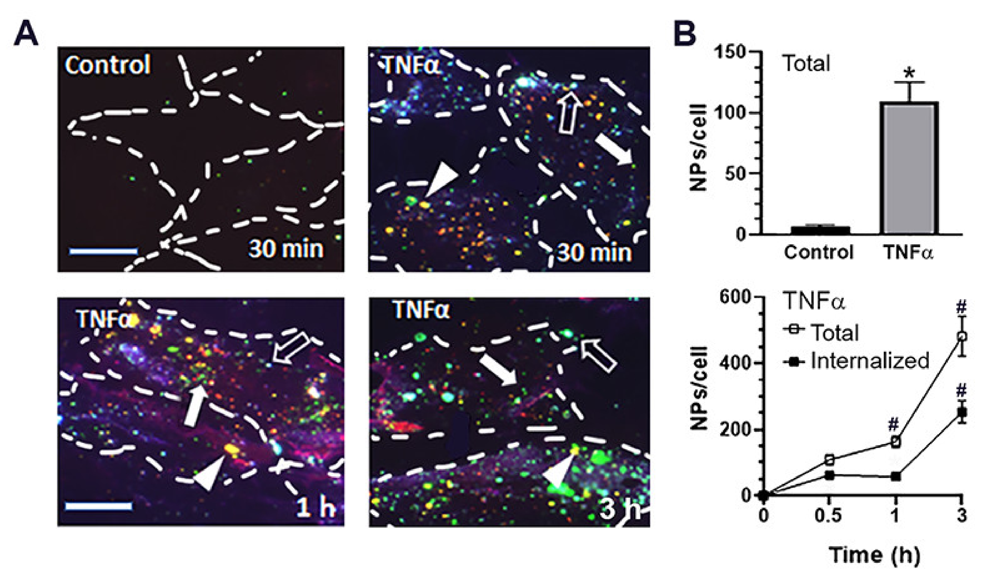 Ijms 23 04034 g003 Ijms 23 04034 g003