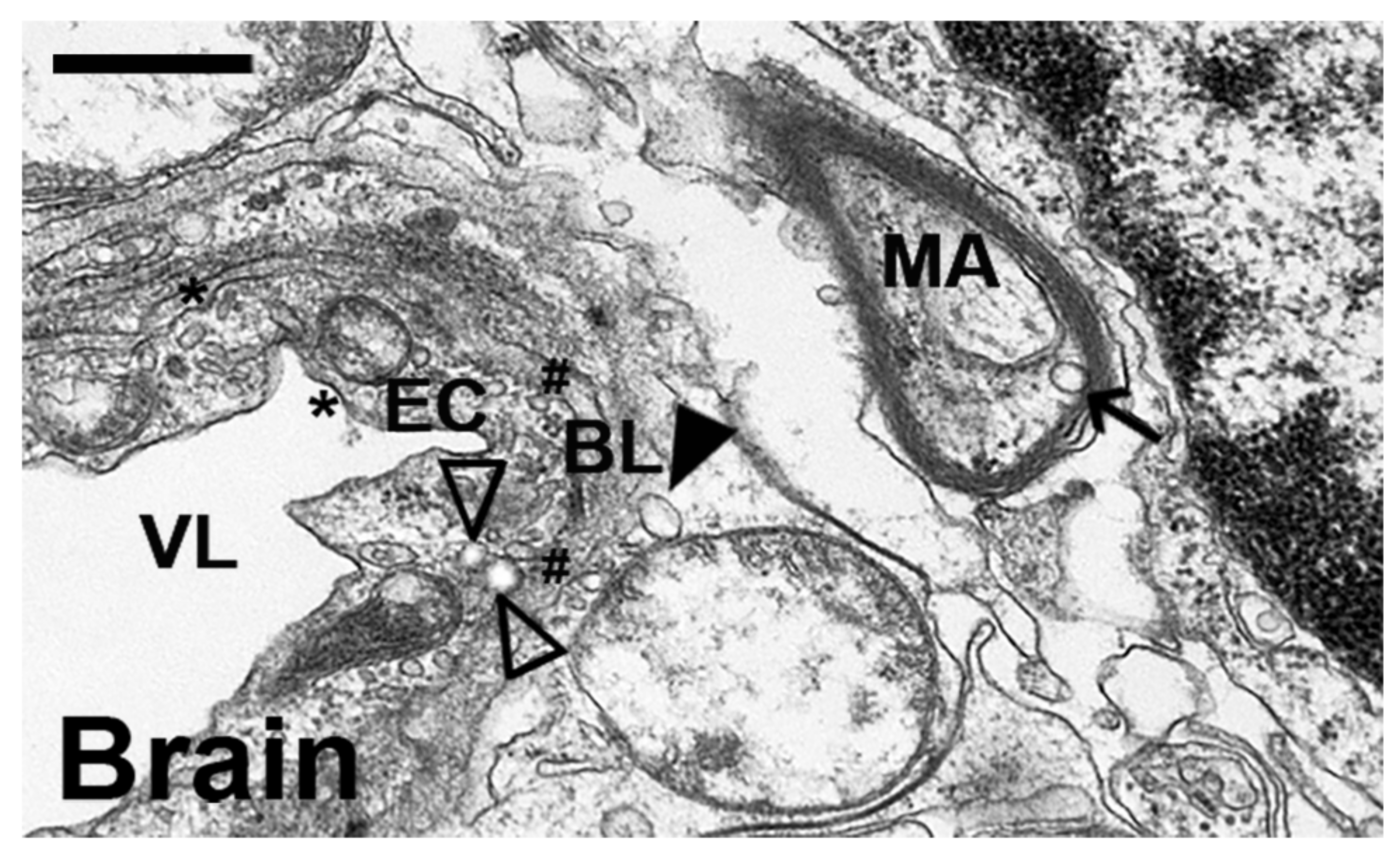 Ijms 23 04034 g007 Ijms 23 04034 g007