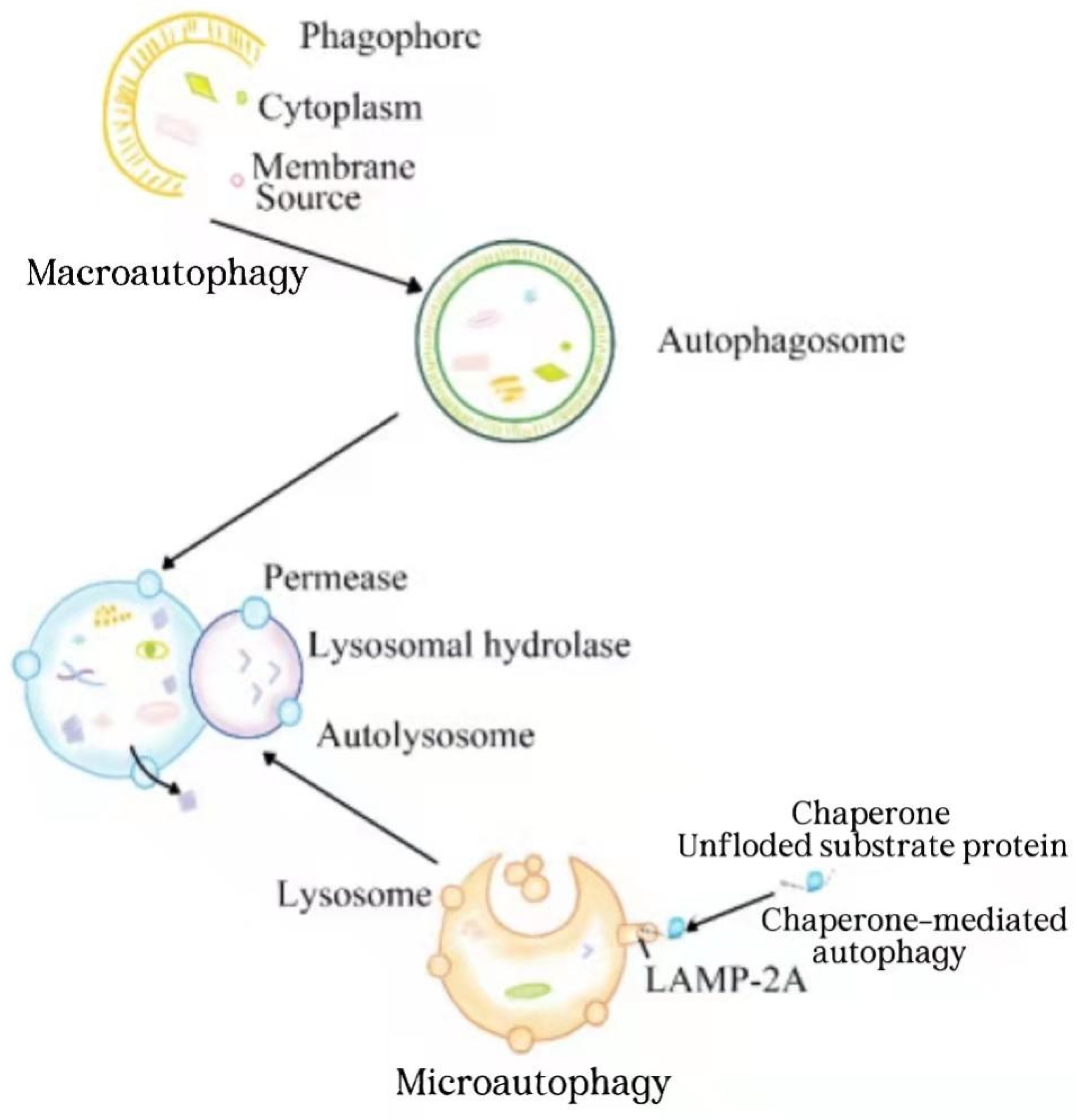 Ijms 23 04035 g001 Ijms 23 04035 g001